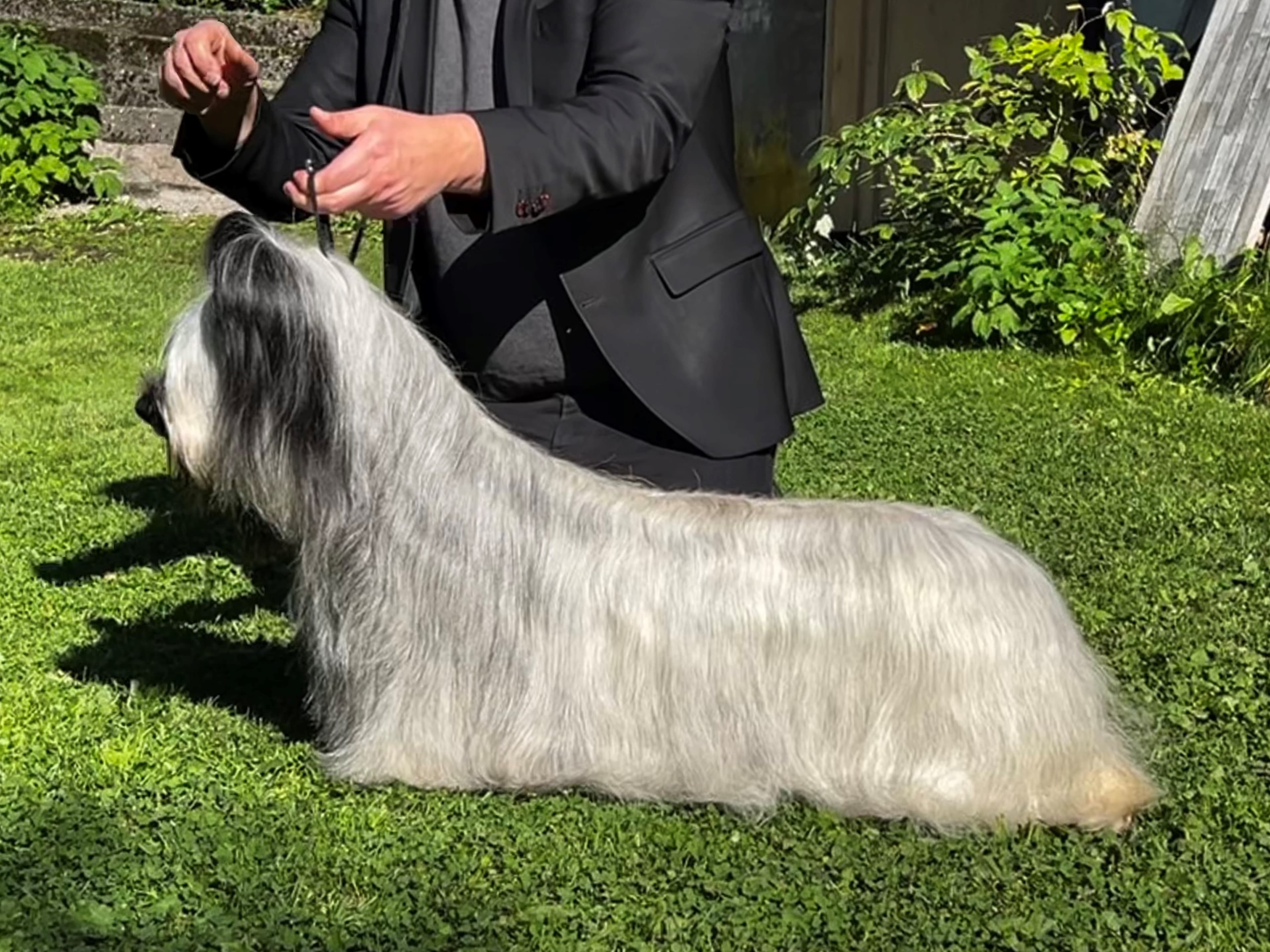 Bonny Hill – Skye terrier kennelbilde