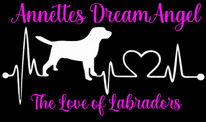 Kennel Annettes DreamAngel – Labrador retriever kennelbilde