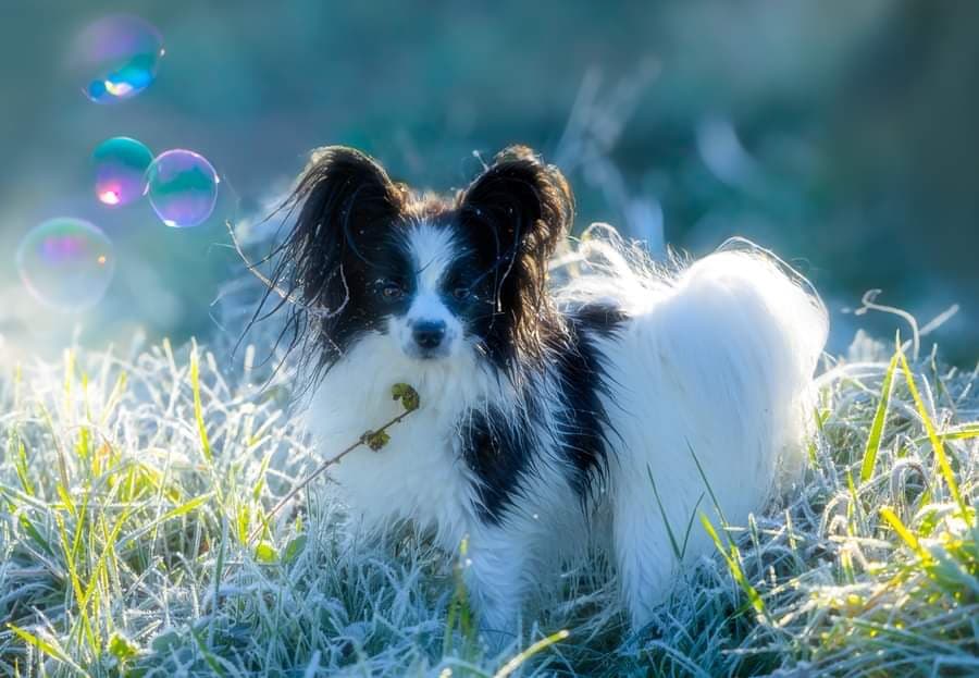 Tikno – Papillon kennelbilde