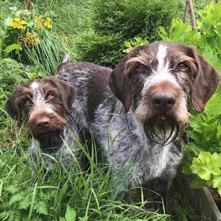 Tyrikollen – Vorstehhund strihåret kennelbilde