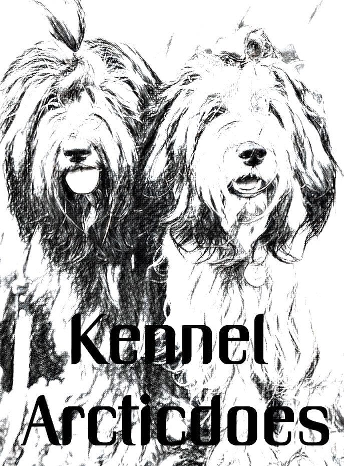 Kennel Arcticdoes – Schapendoes kennelbilde