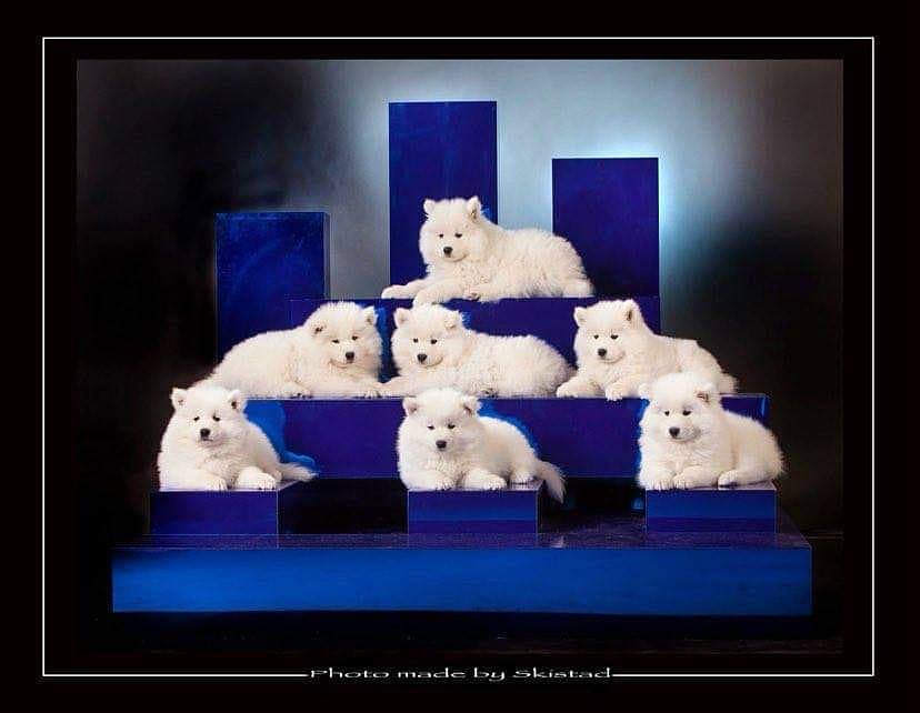 Crystalclear – Samojedhund kennelbilde
