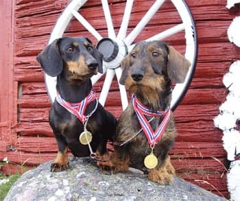 Pediculus – Dachshund strihåret kennelbilde