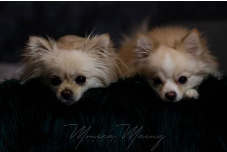 Pups Von Mainy – Chihuahua langhåret kennelbild