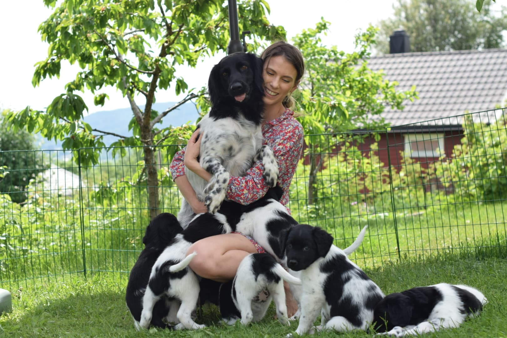 Kennel Nitjagila – Stabijhoun kennelbilde