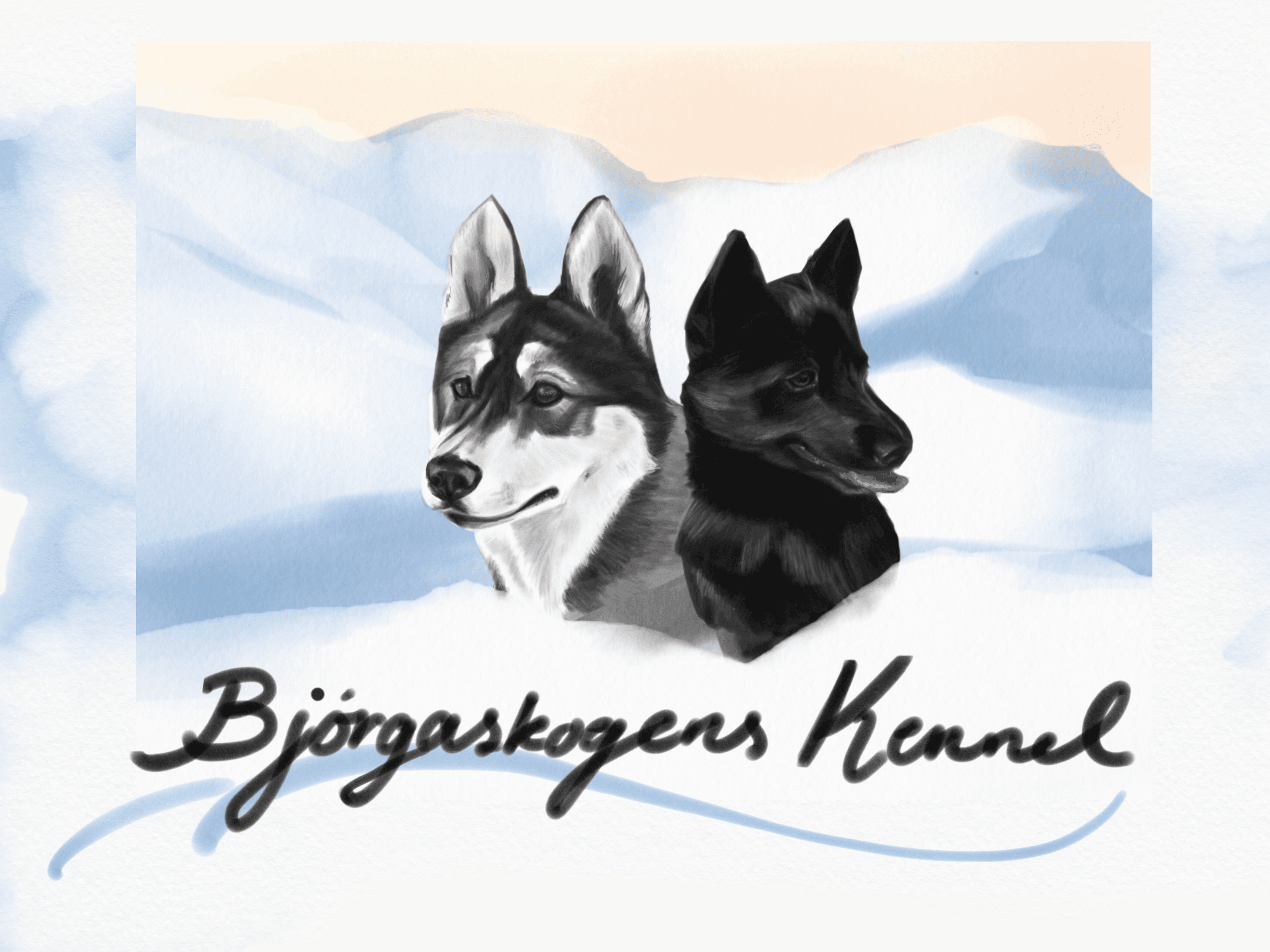Bjørgaskogen Kennel – Siberian husky kennelbilde