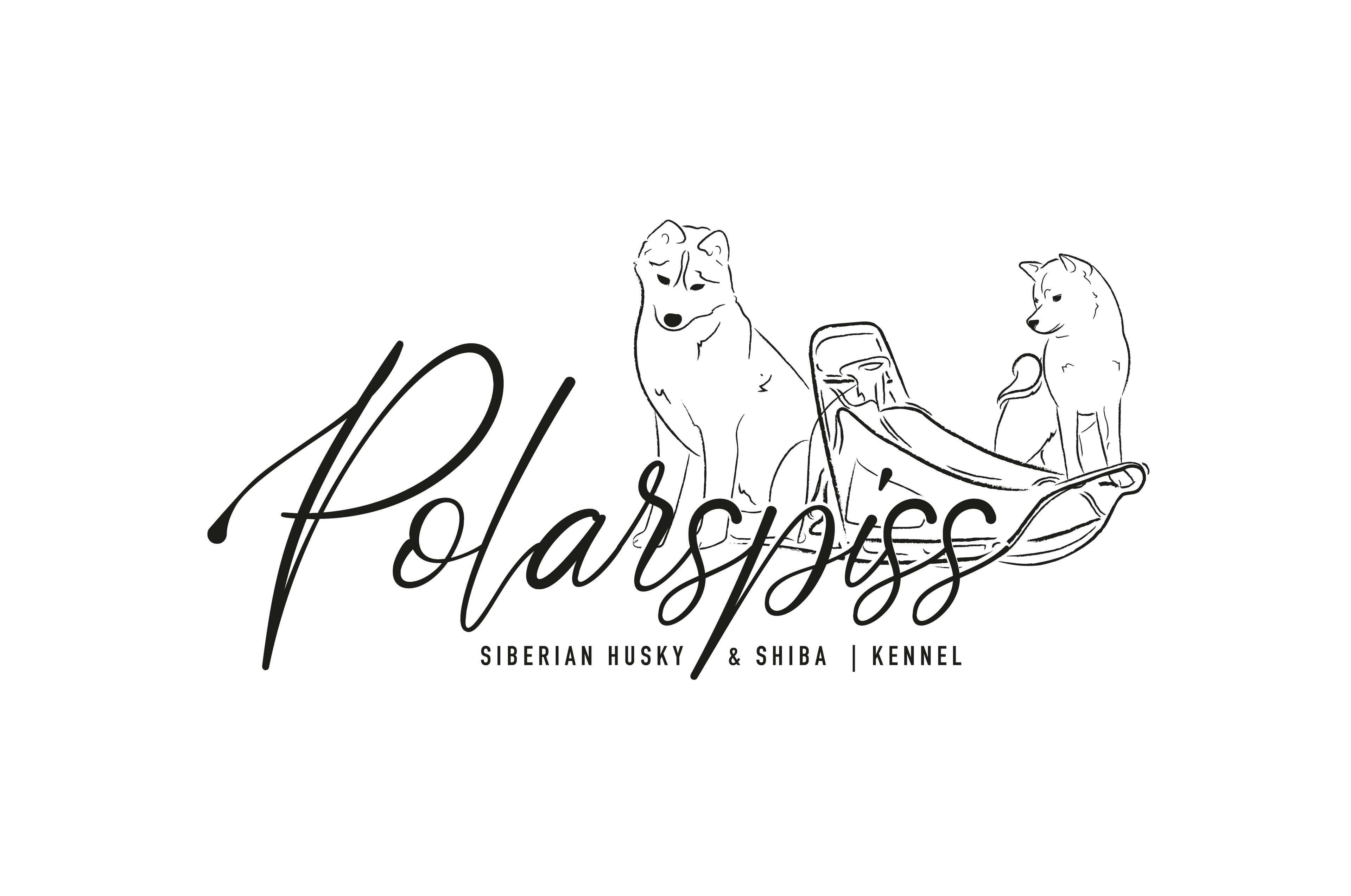 Polarspiss – Shiba kennelbilde