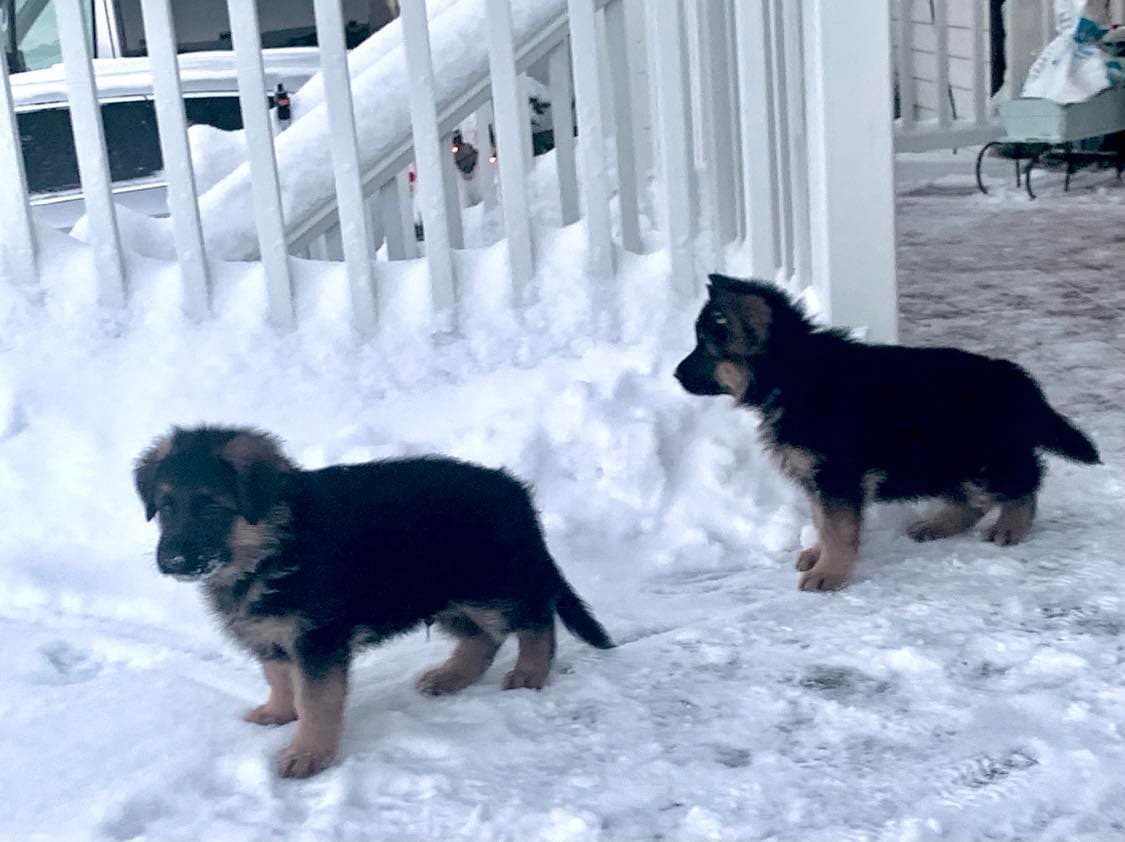 Jowasko – Schäferhund normalhår kennelbilde