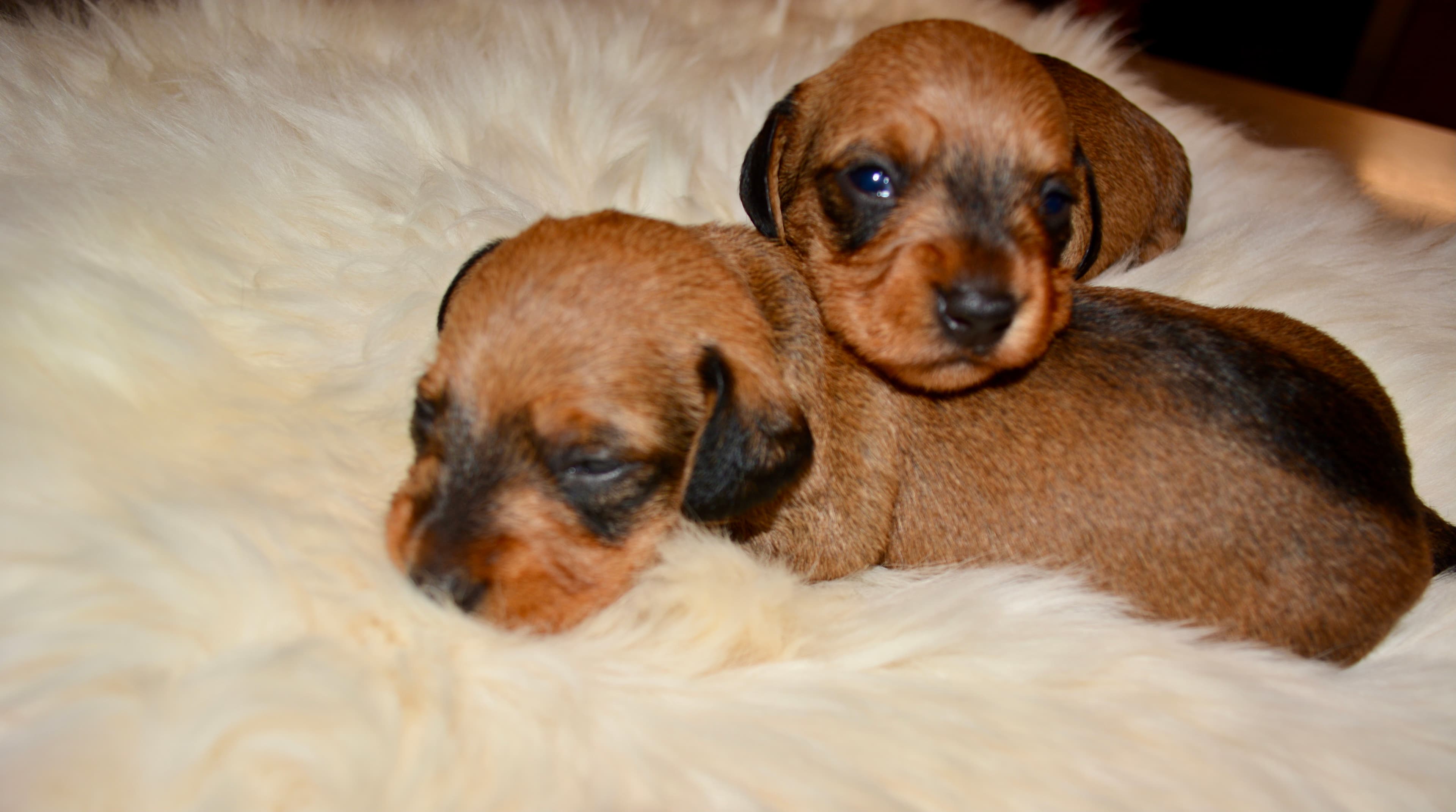 Minstemann – Dvergdachshund korthåret kennelbilde