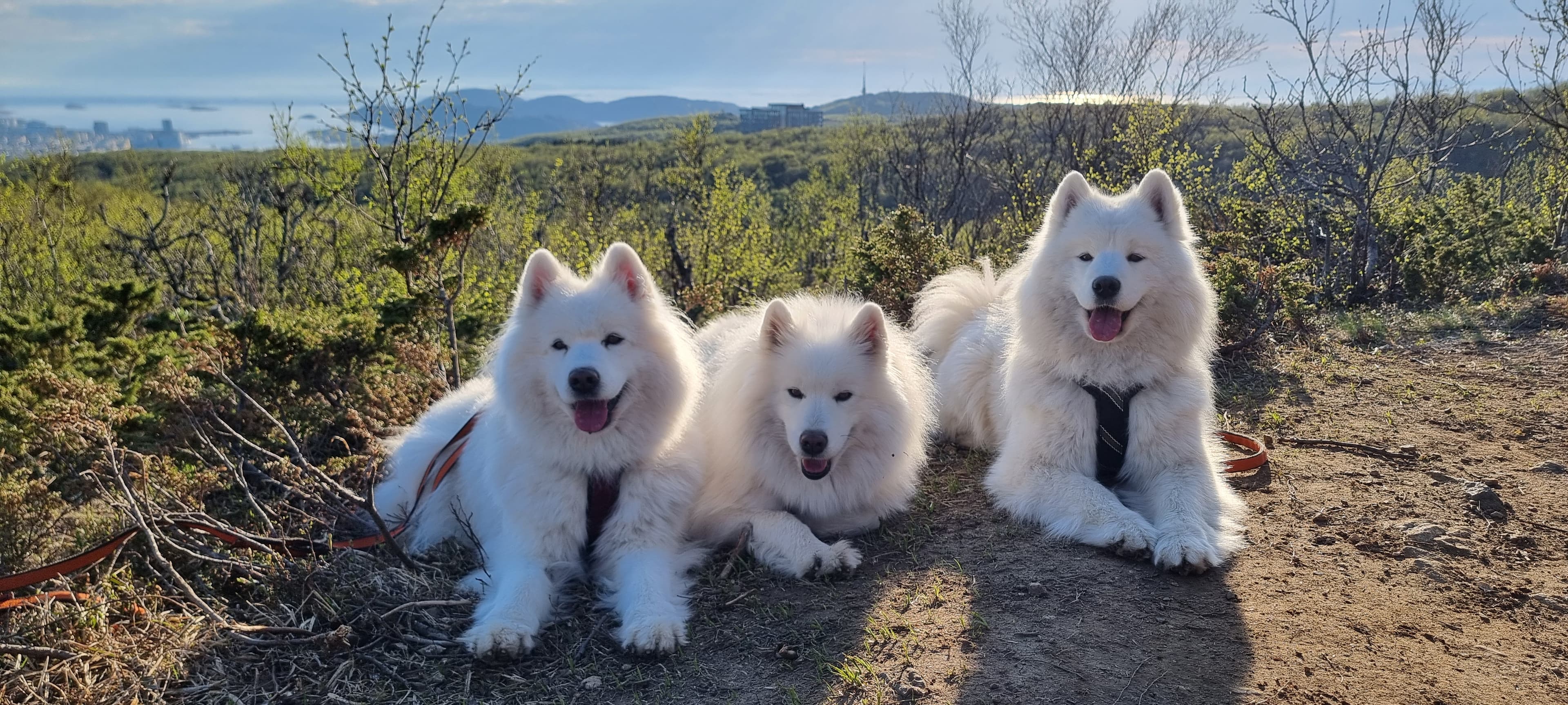 Piar-Kalisi – Samojedhund kennelbilde
