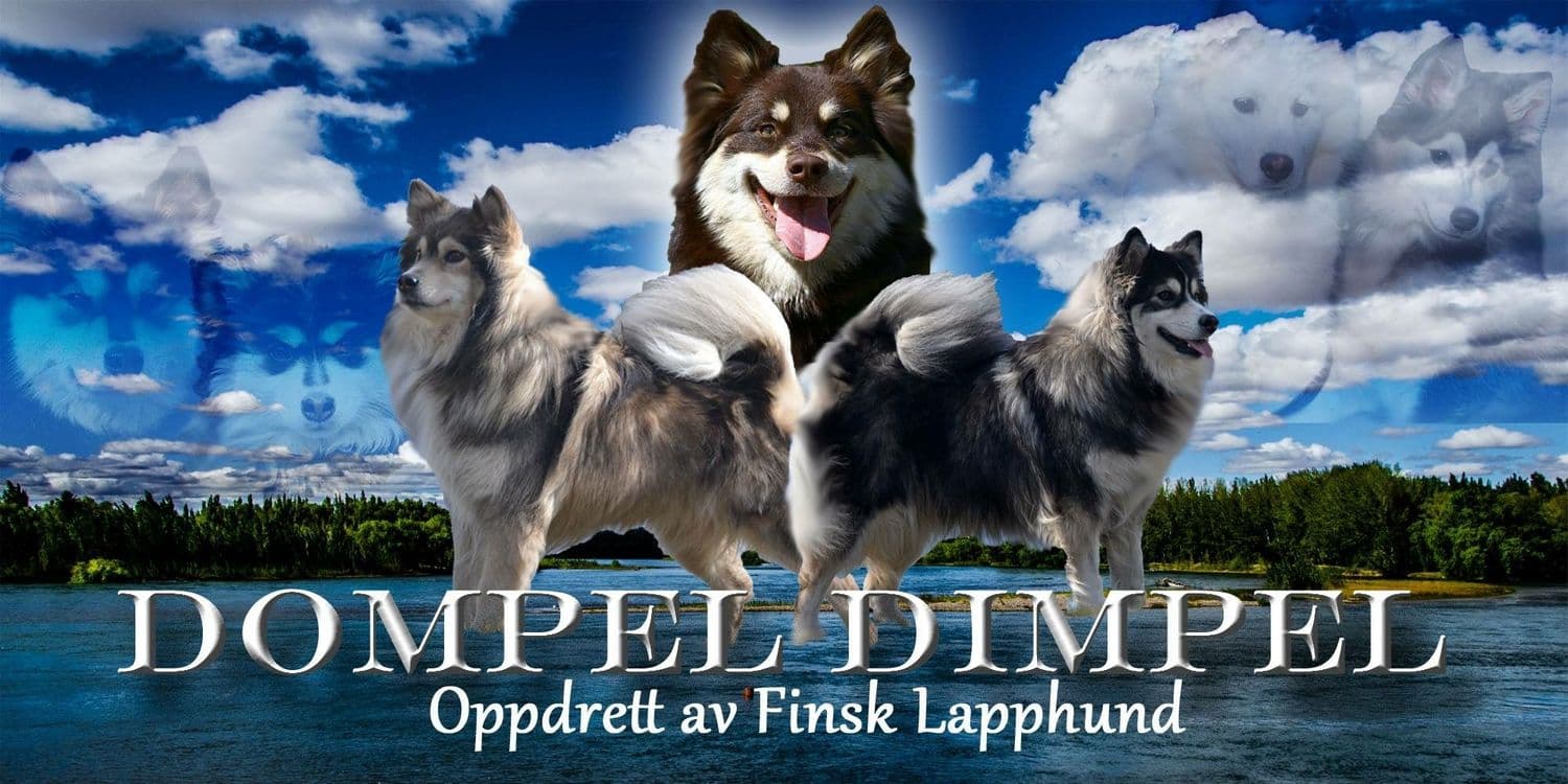 Dompel Dimpel – Finsk lapphund kennelbild