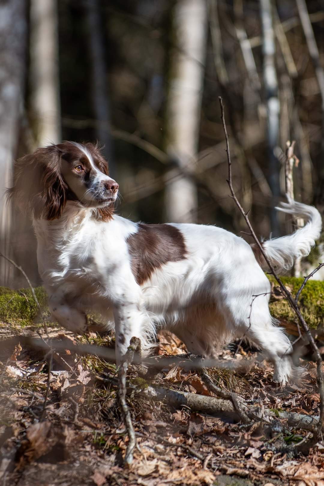Porsmark kennel – Engelsk springer spaniel kennelbilde