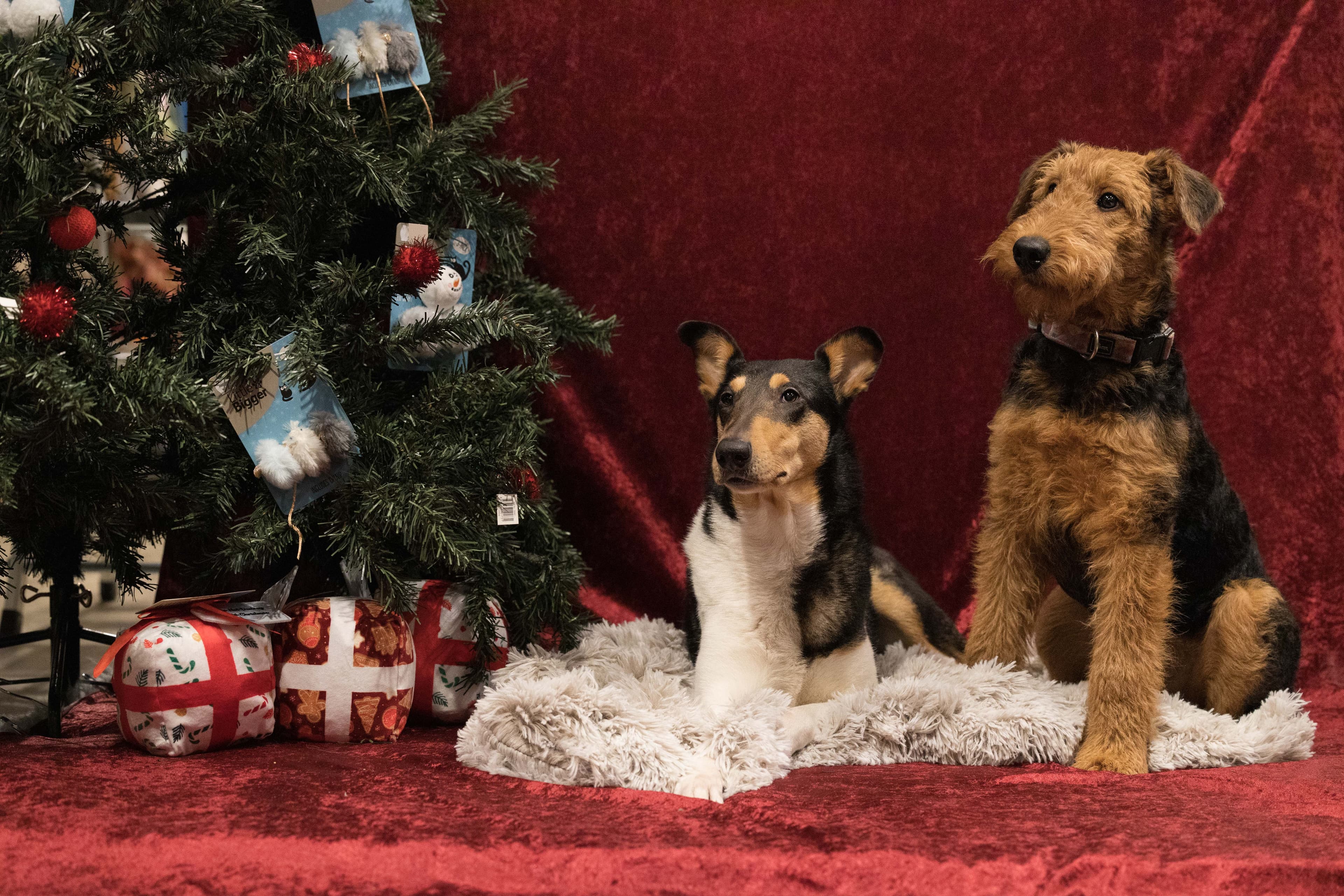 Schendas – Airedale terrier kennelbilde