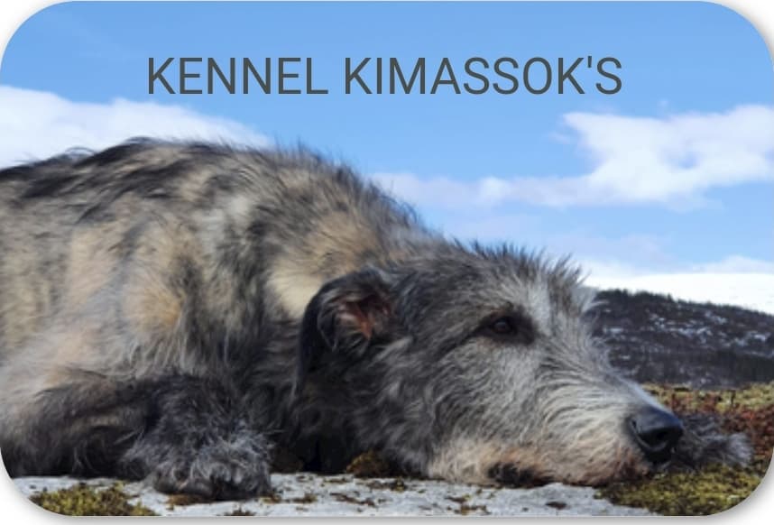 Kimassok's – Grønlandshund kennelbilde