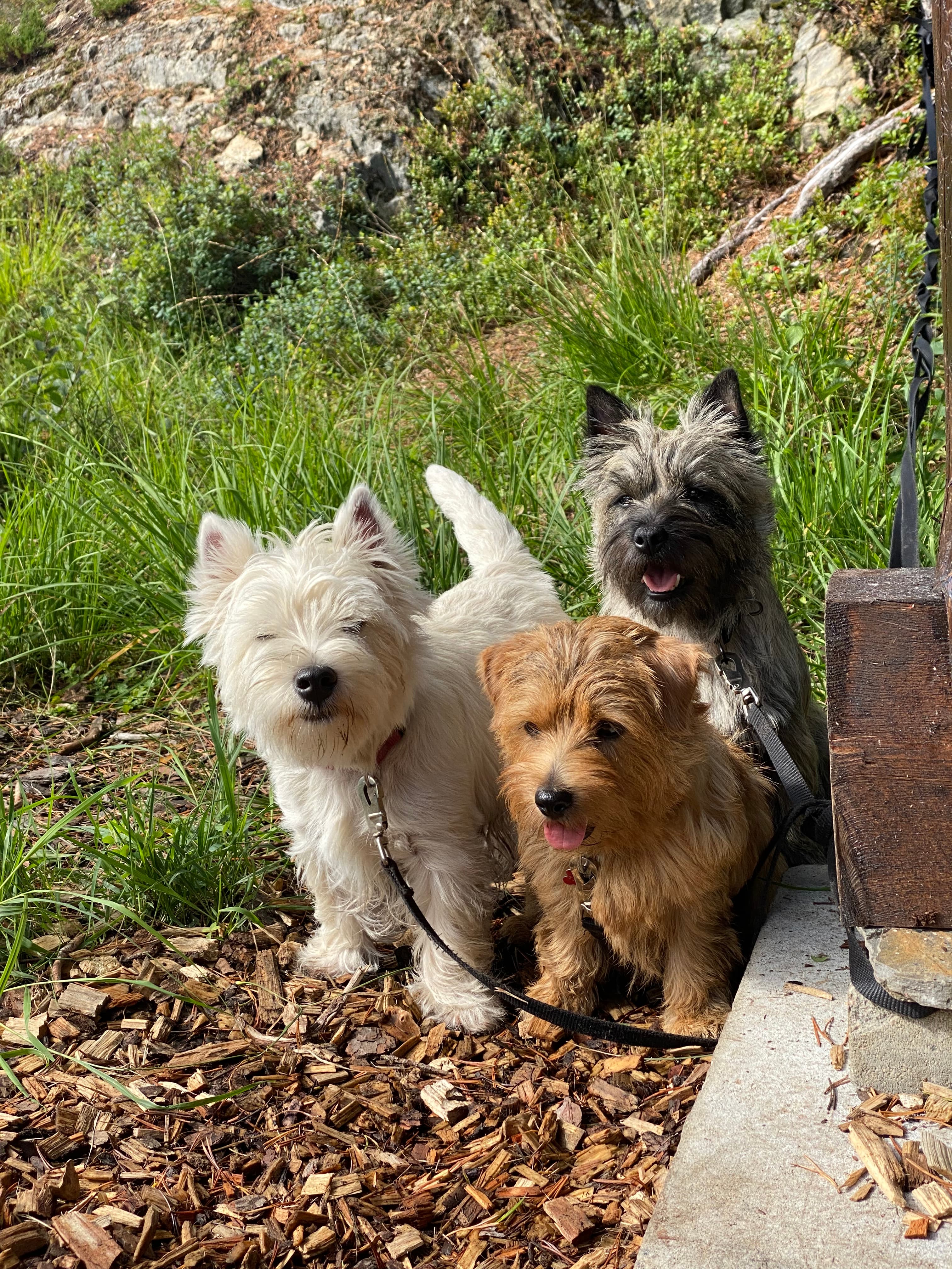 Terryhome – Cairn terrier kennelbillede