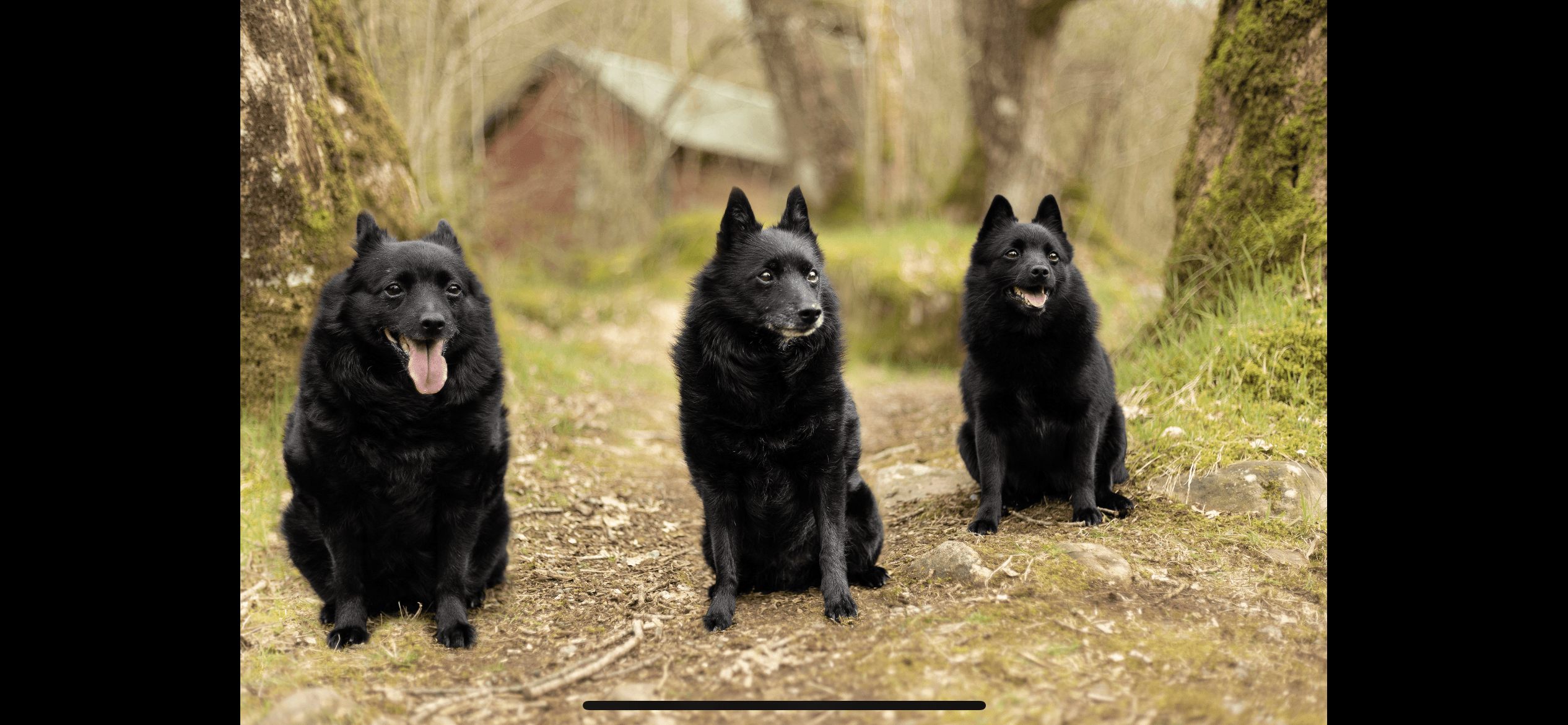 Kennel Jærschippen – Schipperke kennelbilde