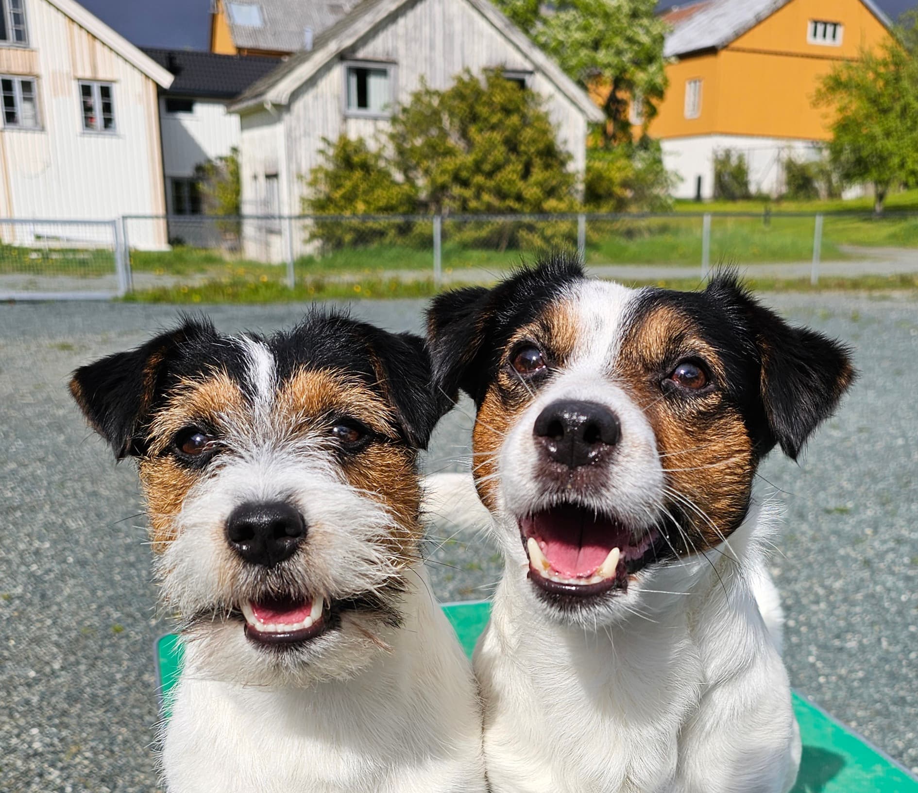 Cavaha Jack – Jack russell terrier kennelbilde