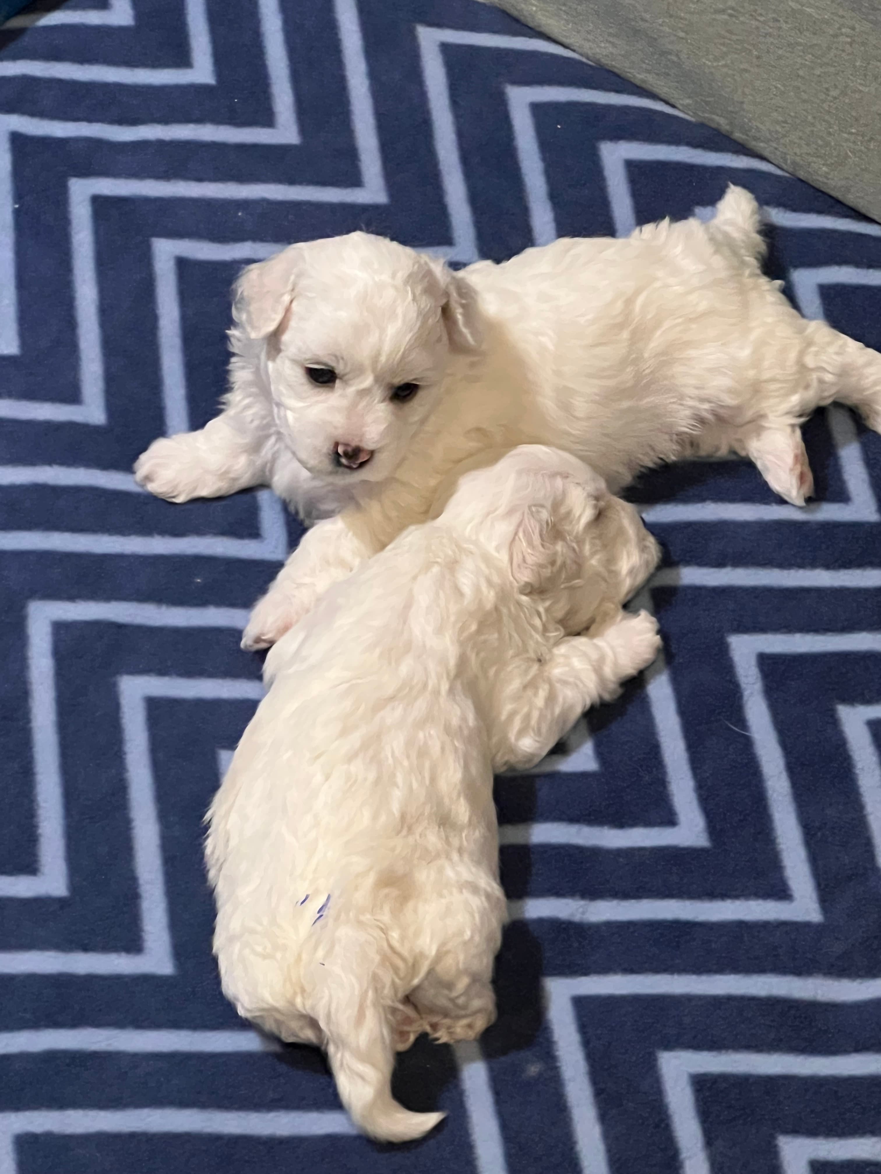 Delightful Paws