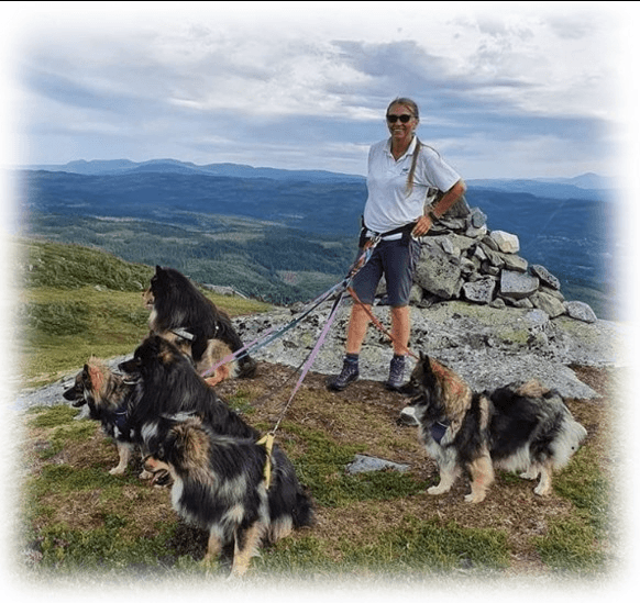 Fjellvandreren – Finsk lapphund kennelbilde