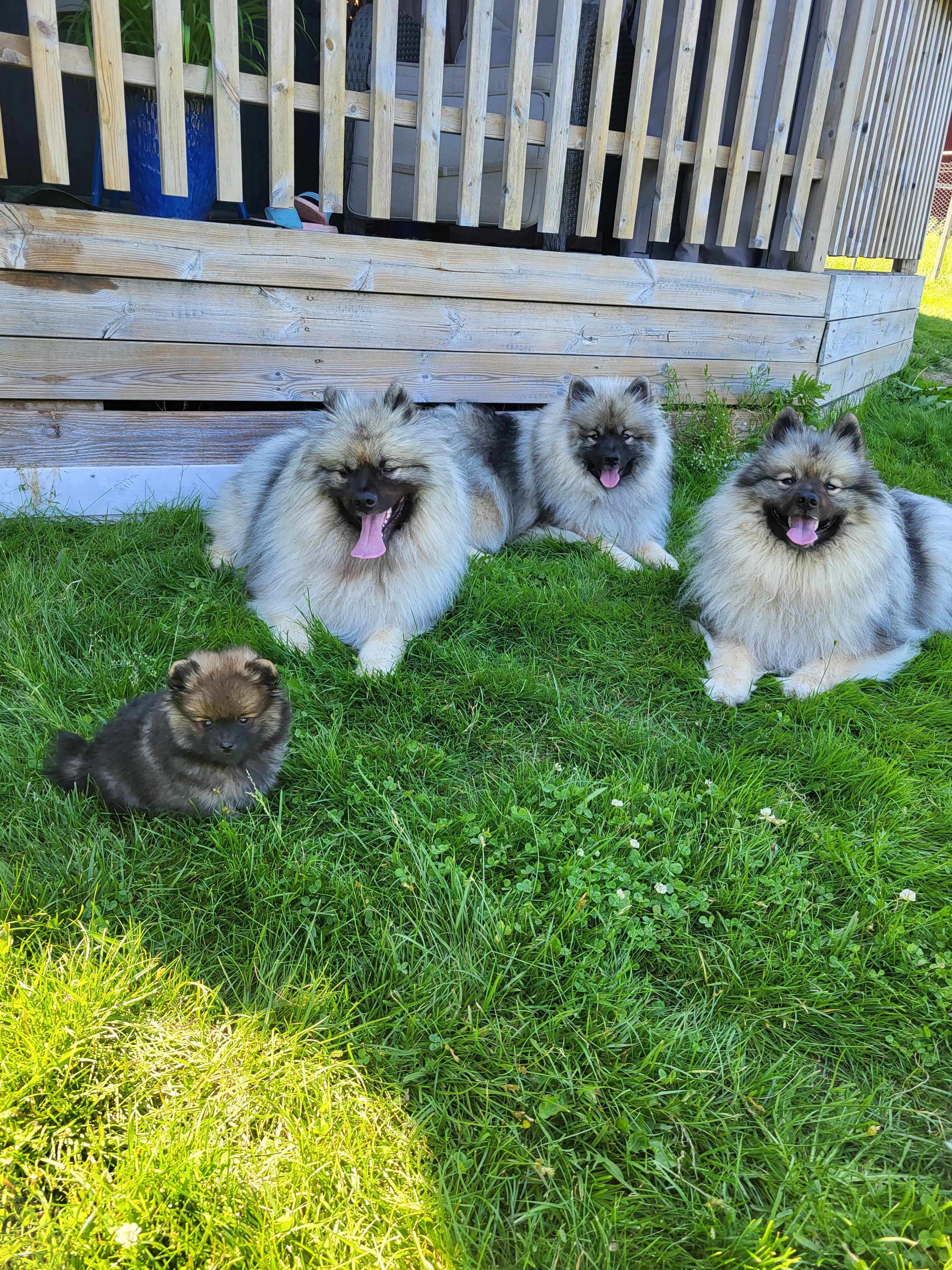 The Great Spitzby kennel – Keeshond kennelbilde