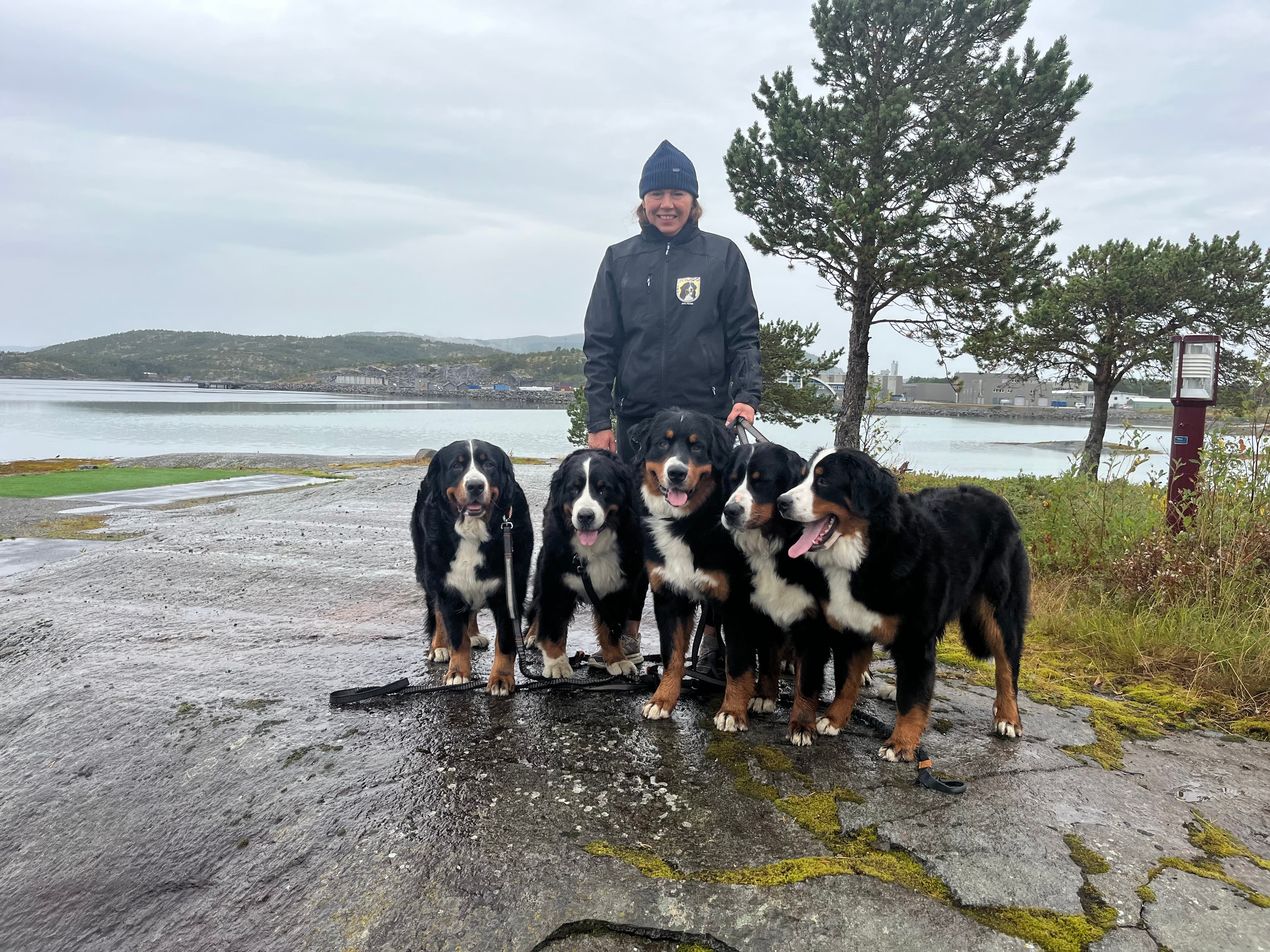 Kennel Solbergnes – Berner sennenhund kennelbilde