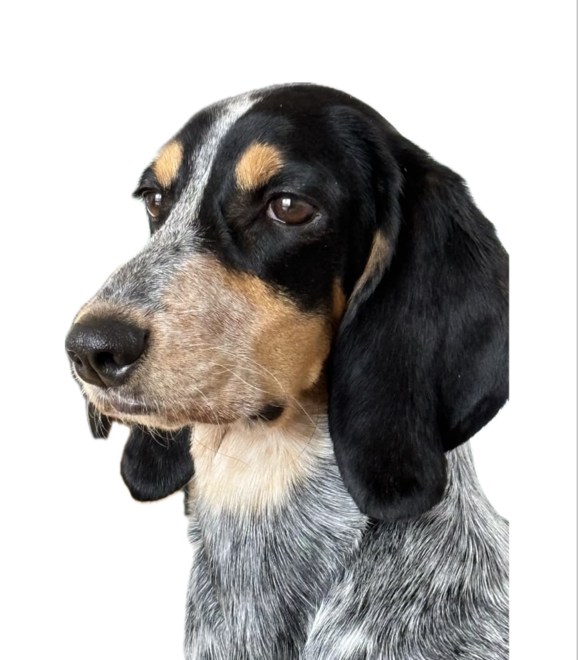 Heimlia kennel – Basset Bleu de Gascogne kennelbilde