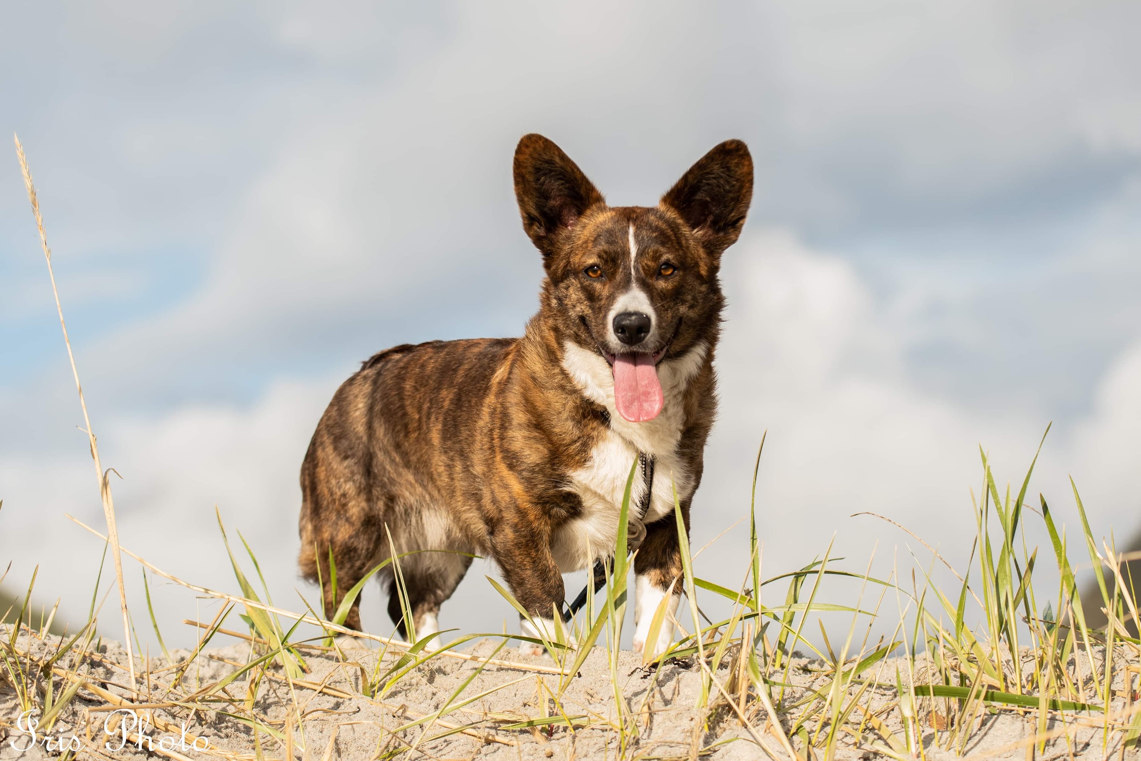 Beau Tresor – Welsh corgi cardigan kennelbilde