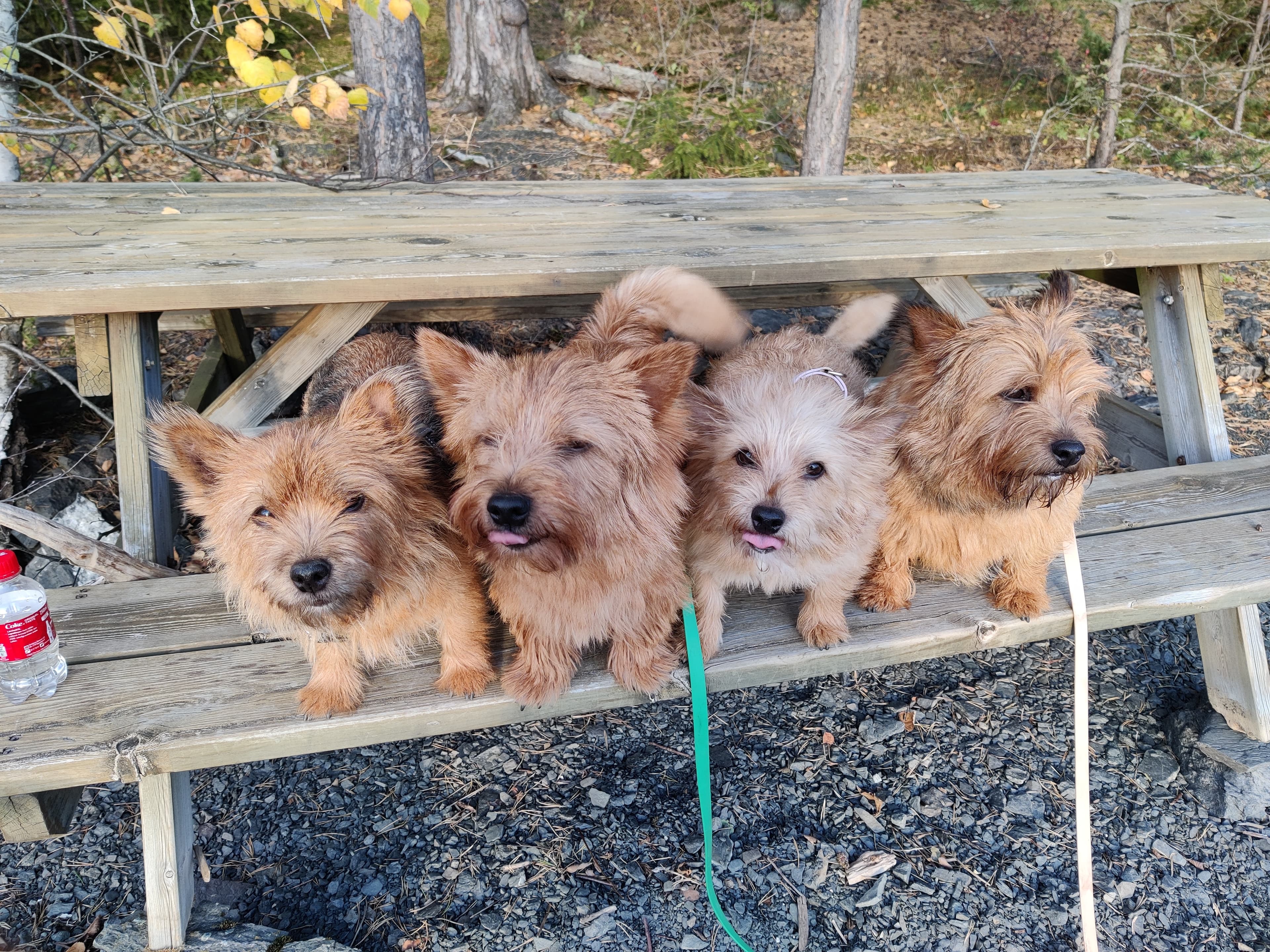 Doublepatch – Norwich terrier kennelbilde
