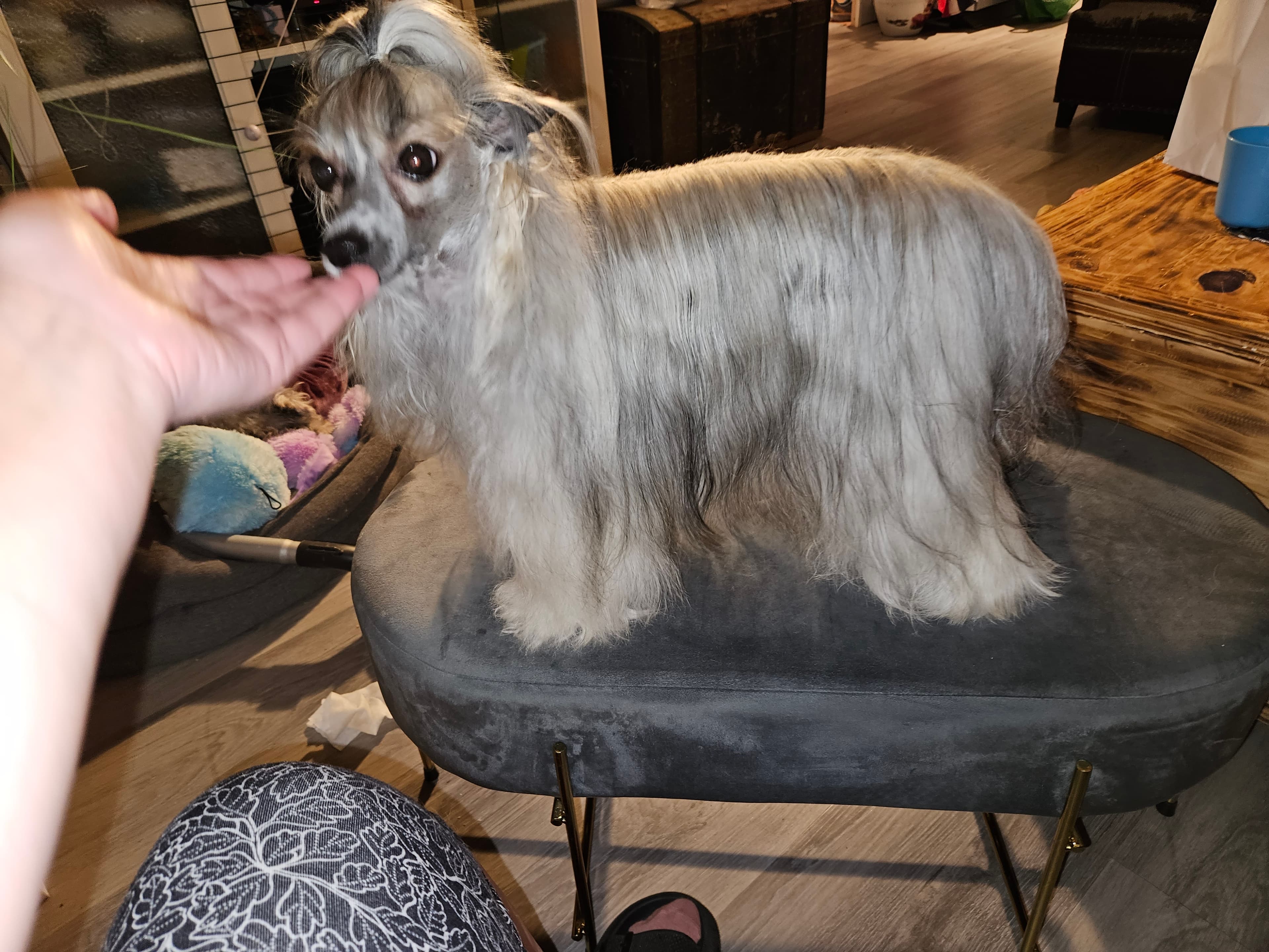 Kennel Tedireanhi – Chinese crested powderpuff kennelbilde