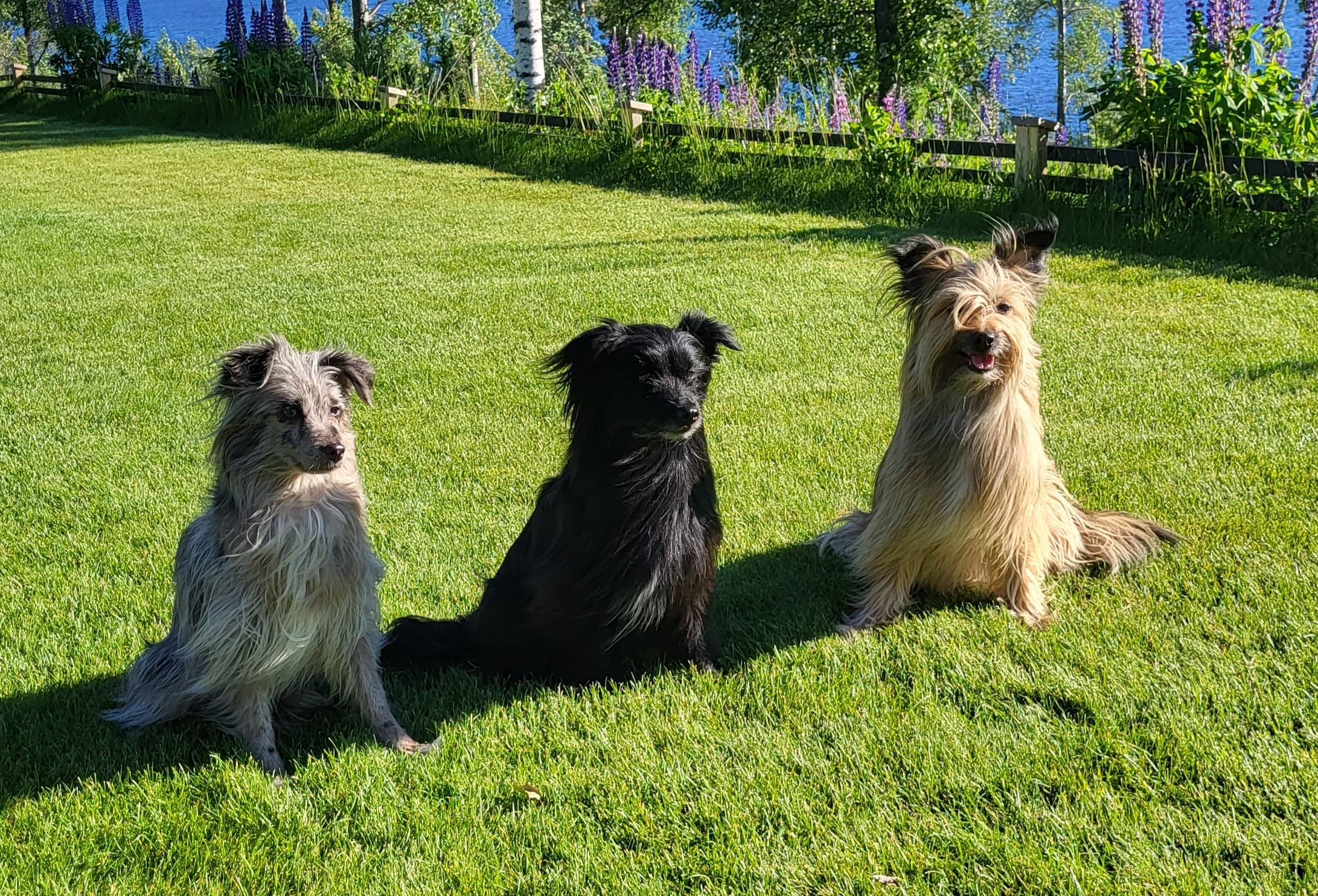 Vippyr – Pyreneeisk gjeterhund kennelbilde