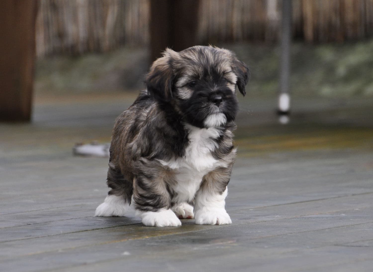 Panaphia – Lhasa apso kennelbilde
