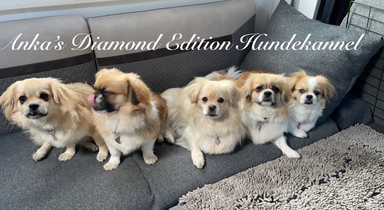 Anka’s Diamond Edition Hundekannel – Tibetansk spaniel kennelbilde