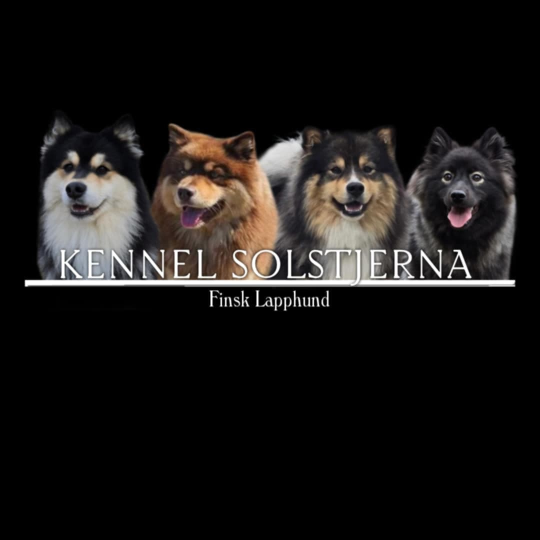 Solstjerna – Finsk lapphund kennelbilde