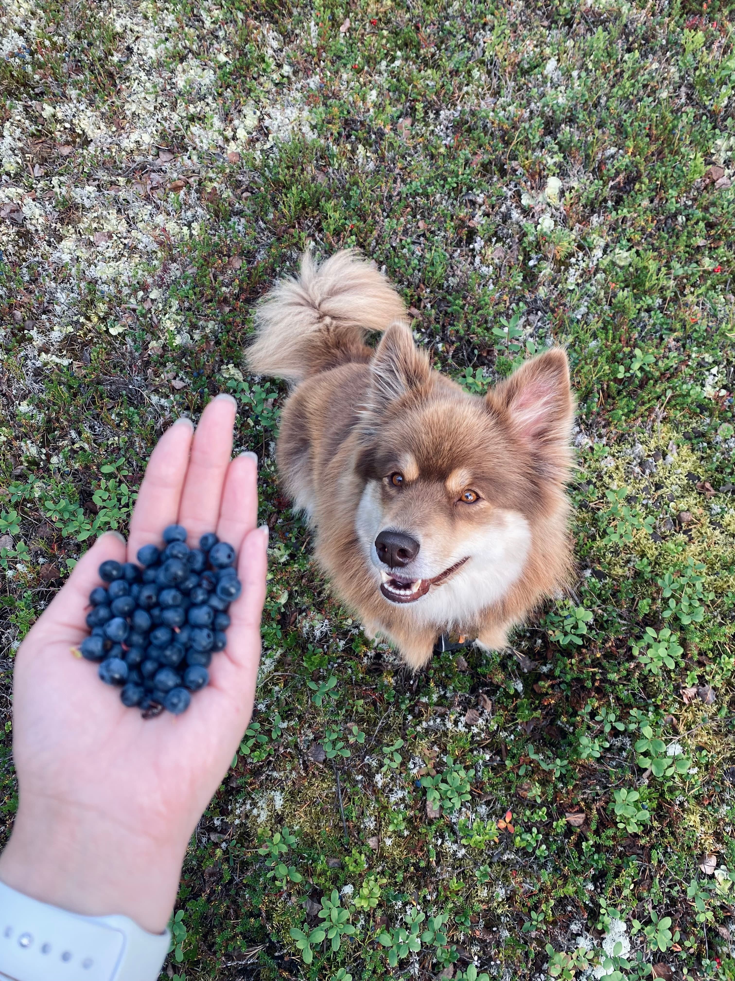 Hálkavárri Kennel – Finsk lapphund kennelbilde