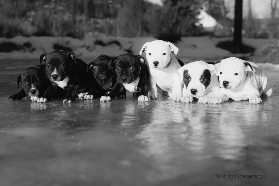 Orellanastaff – Staffordshire bull terrier kennelbilde