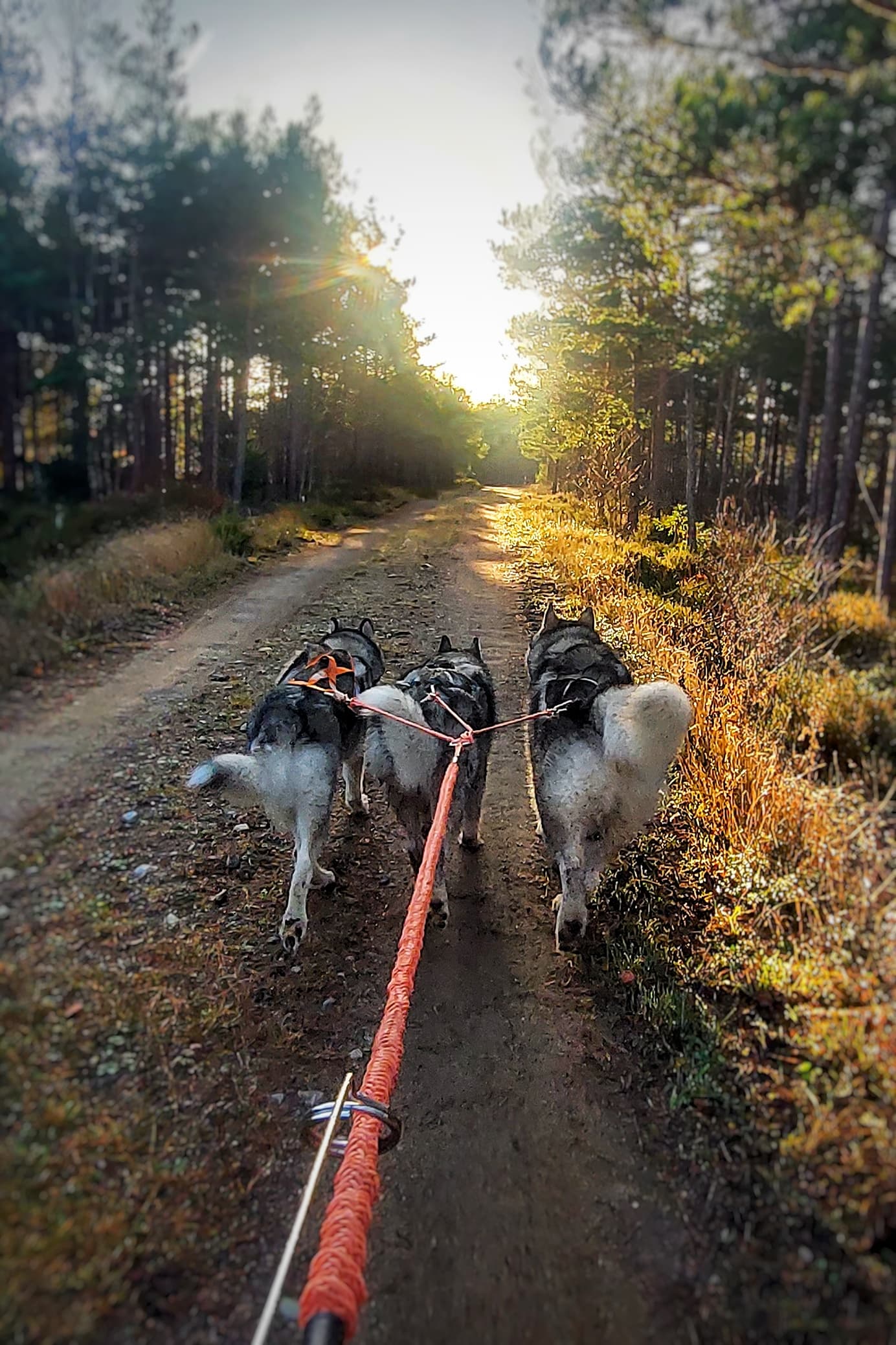 Tails of Nivlheim – Alaskan malamute kennelbilde