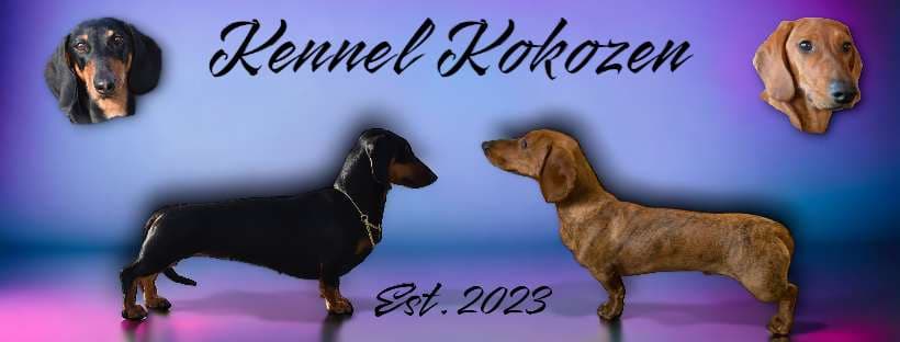 Kokozen – Dachshund korthåret kennelbilde
