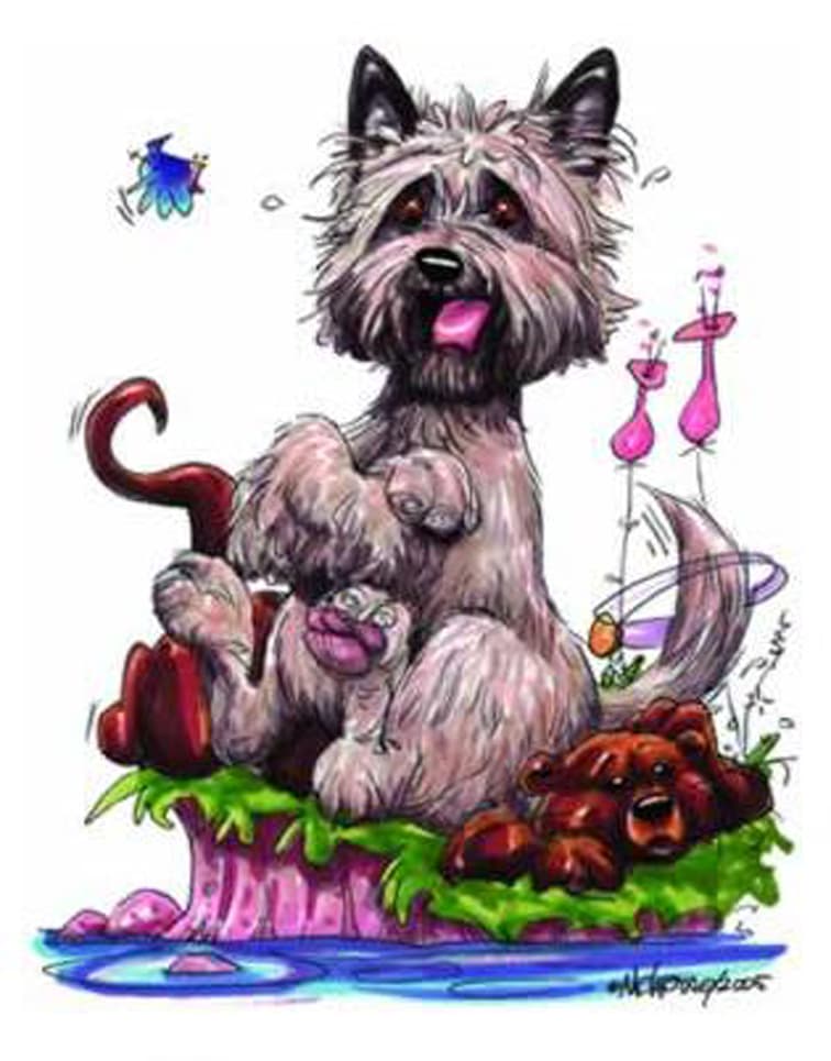 Black Thunder – Cairn terrier kennelbilde