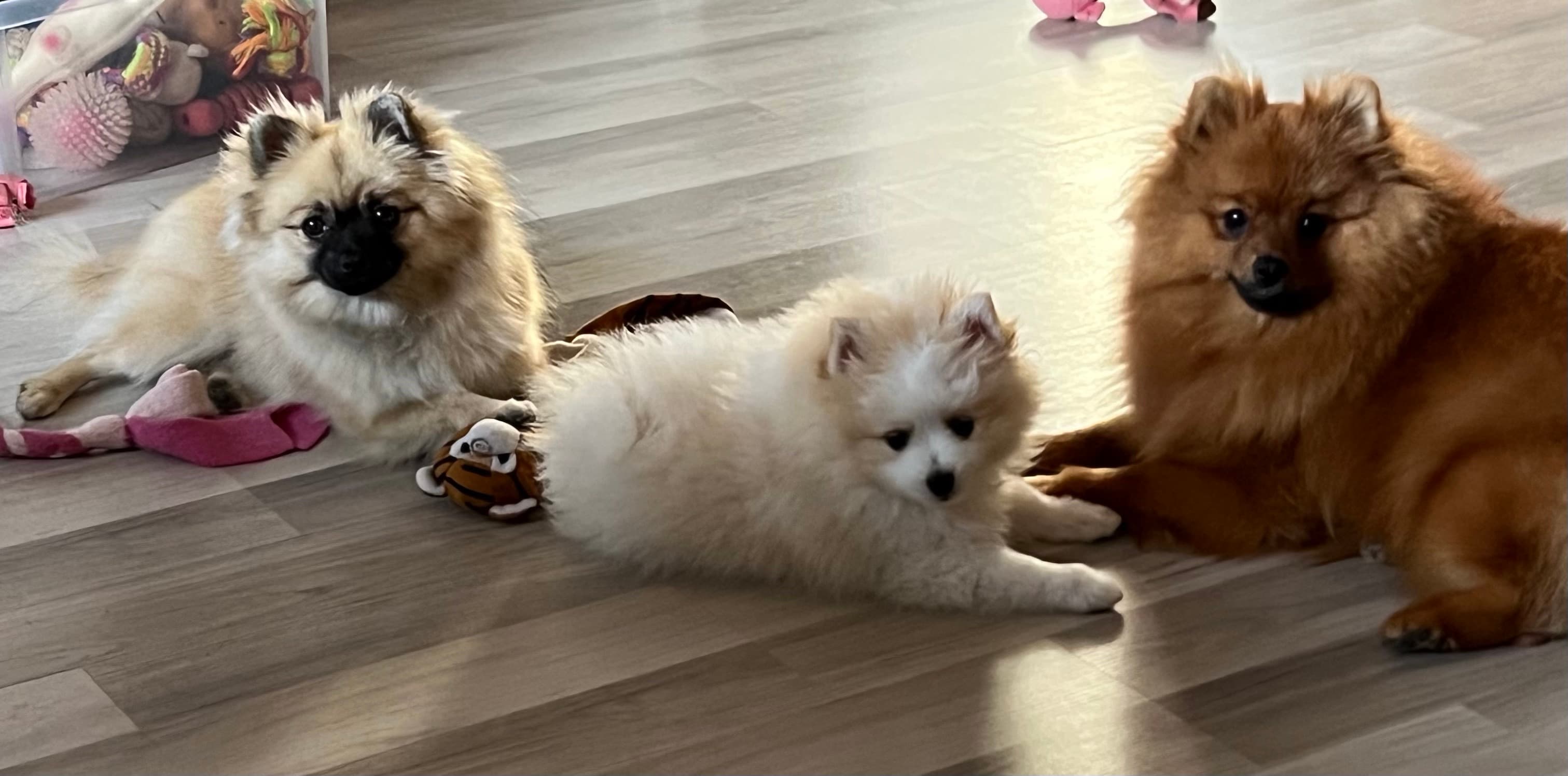 Kennel Venjan – Kleinspitz kennelbilde
