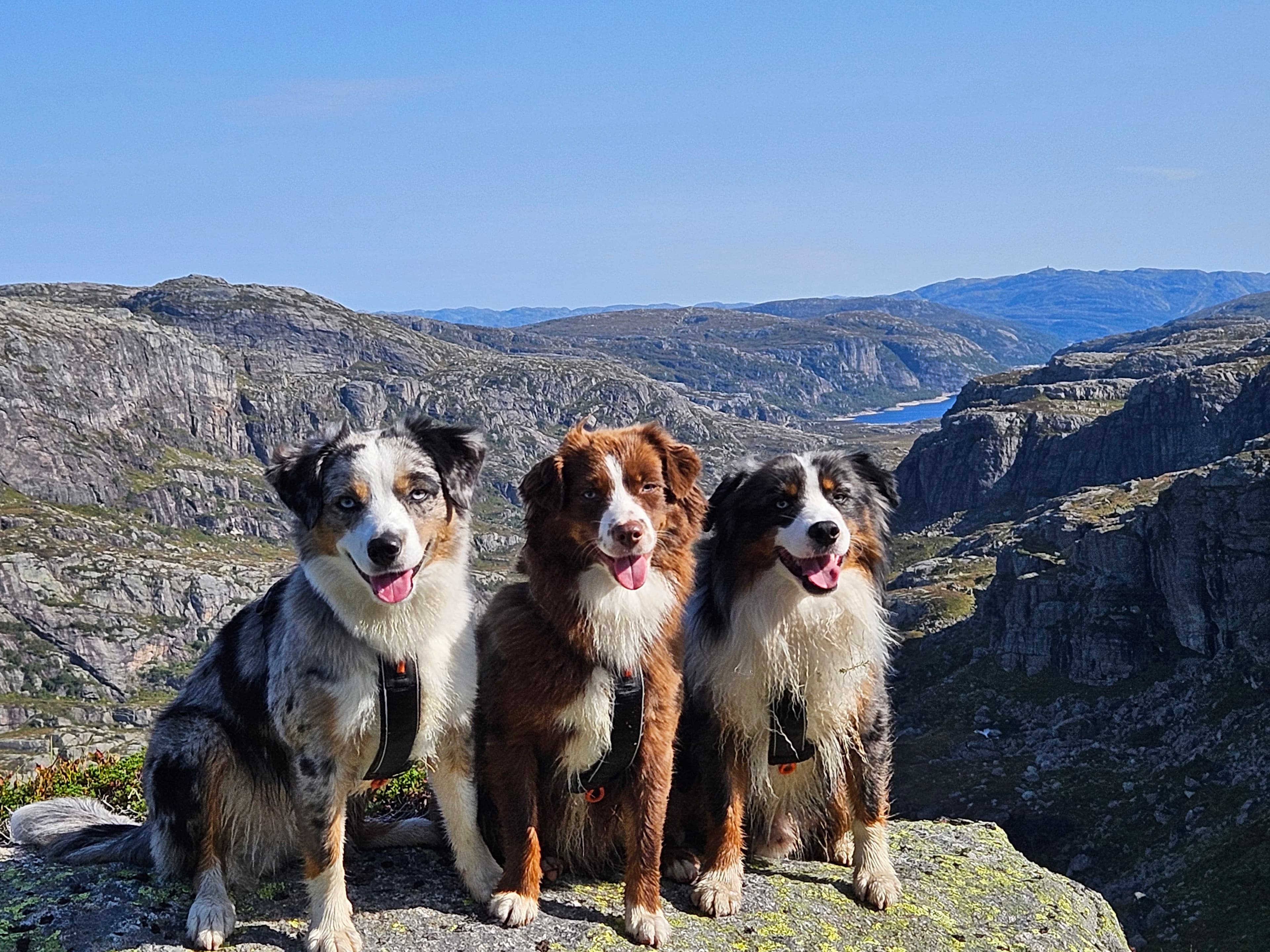 Vadbakken's – Miniature american shepherd kennelbilde