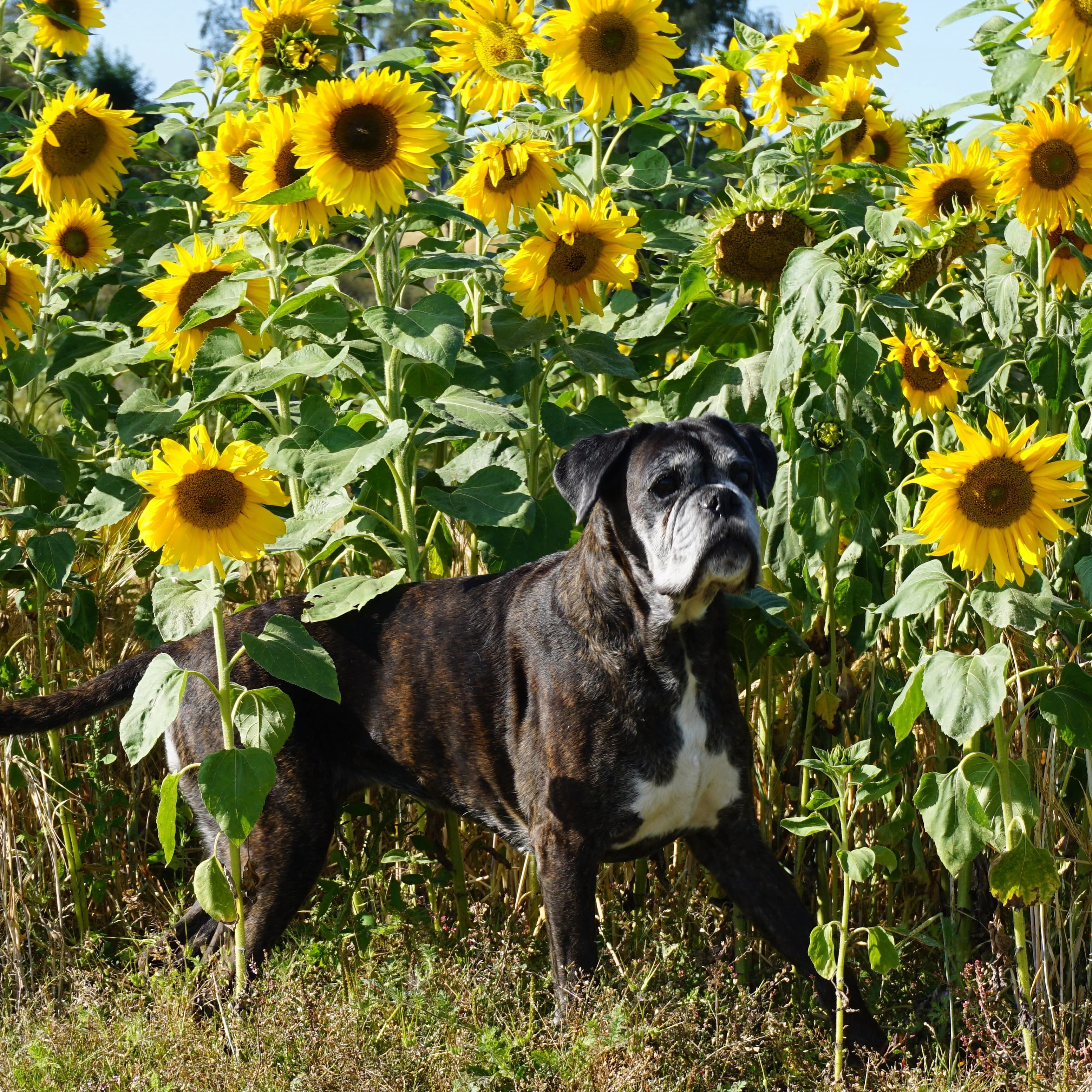 Bricilla's – Boxer kennelbilde