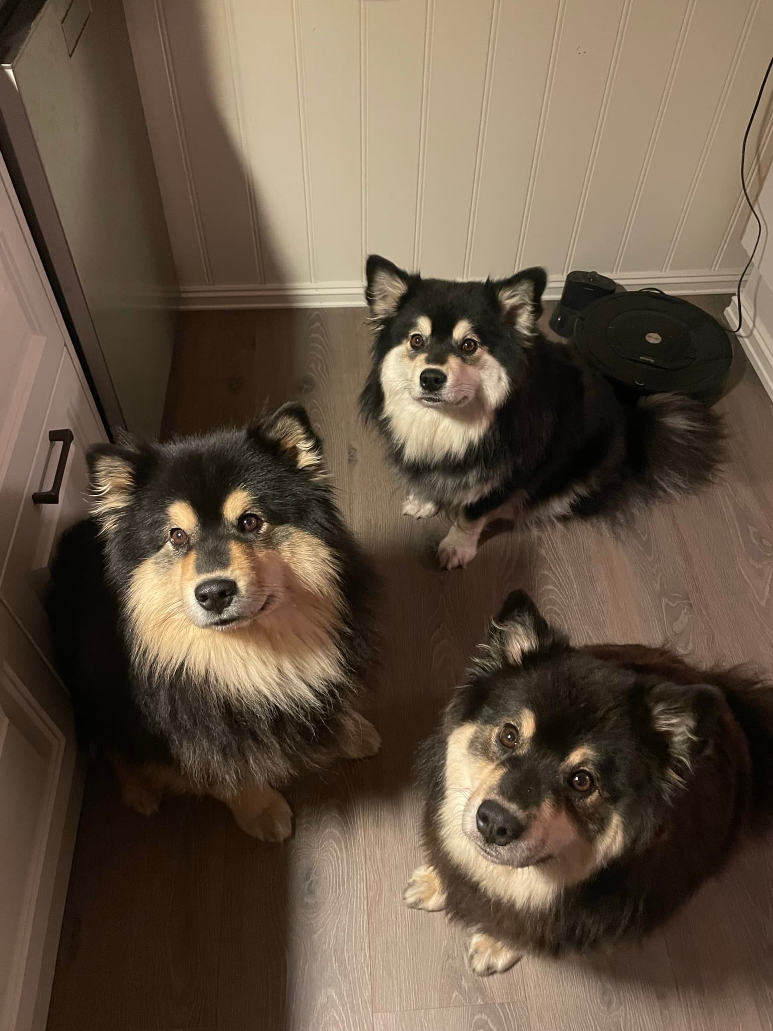 Kystsola – Finsk lapphund kennelbilde