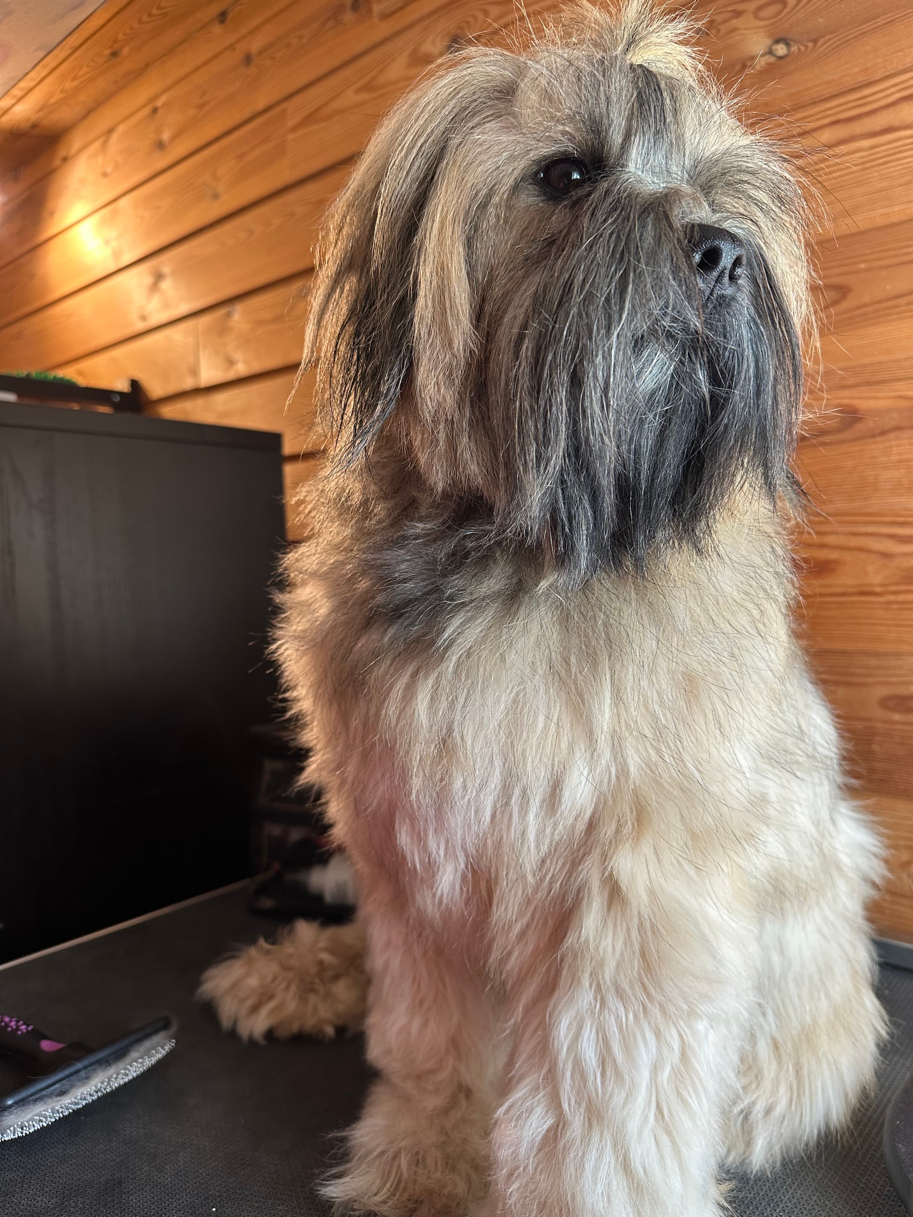 NGA-GYAL – Tibetansk terrier kennelbilde