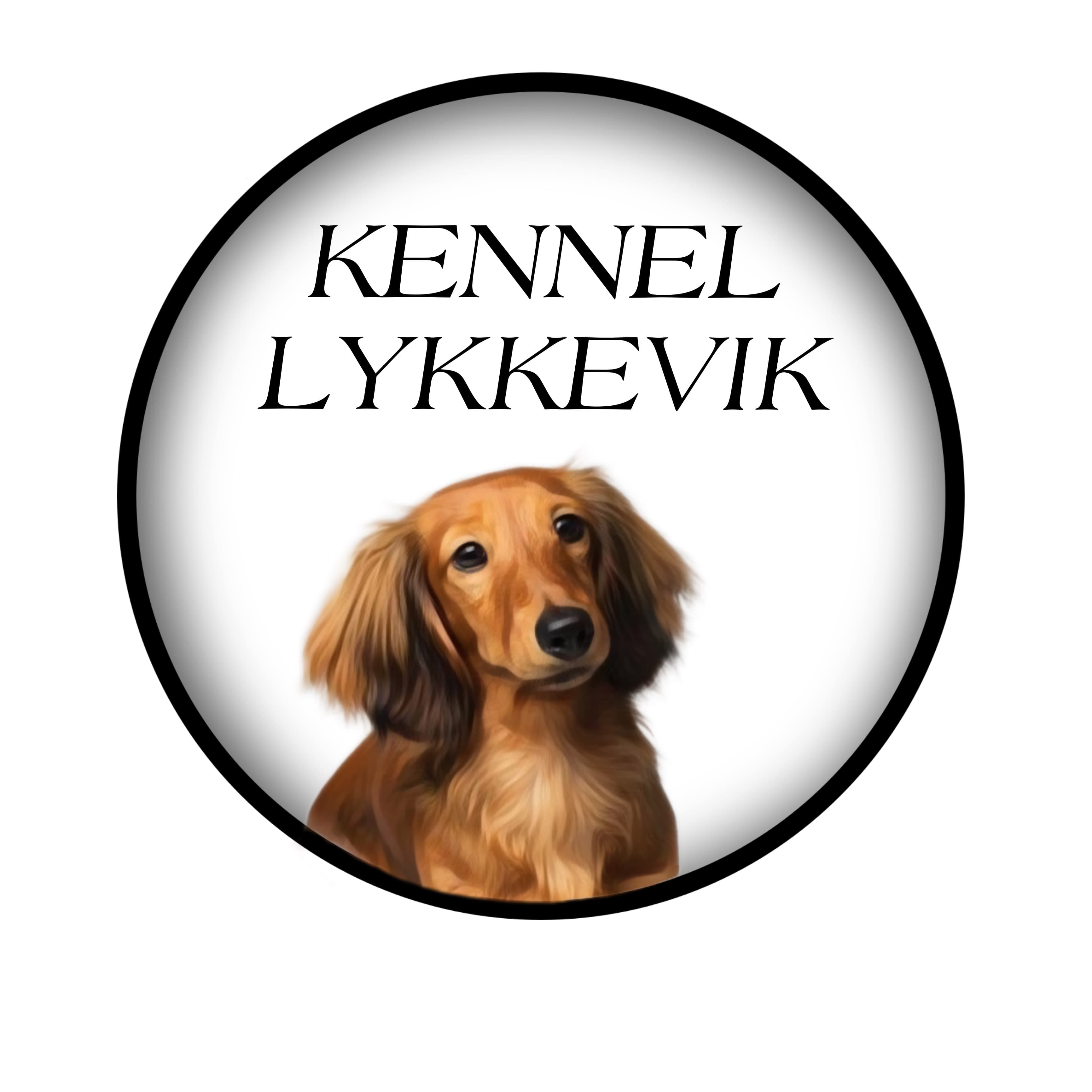 Kennel Lykkevik – Dvergdachshund langhåret kennelbilde