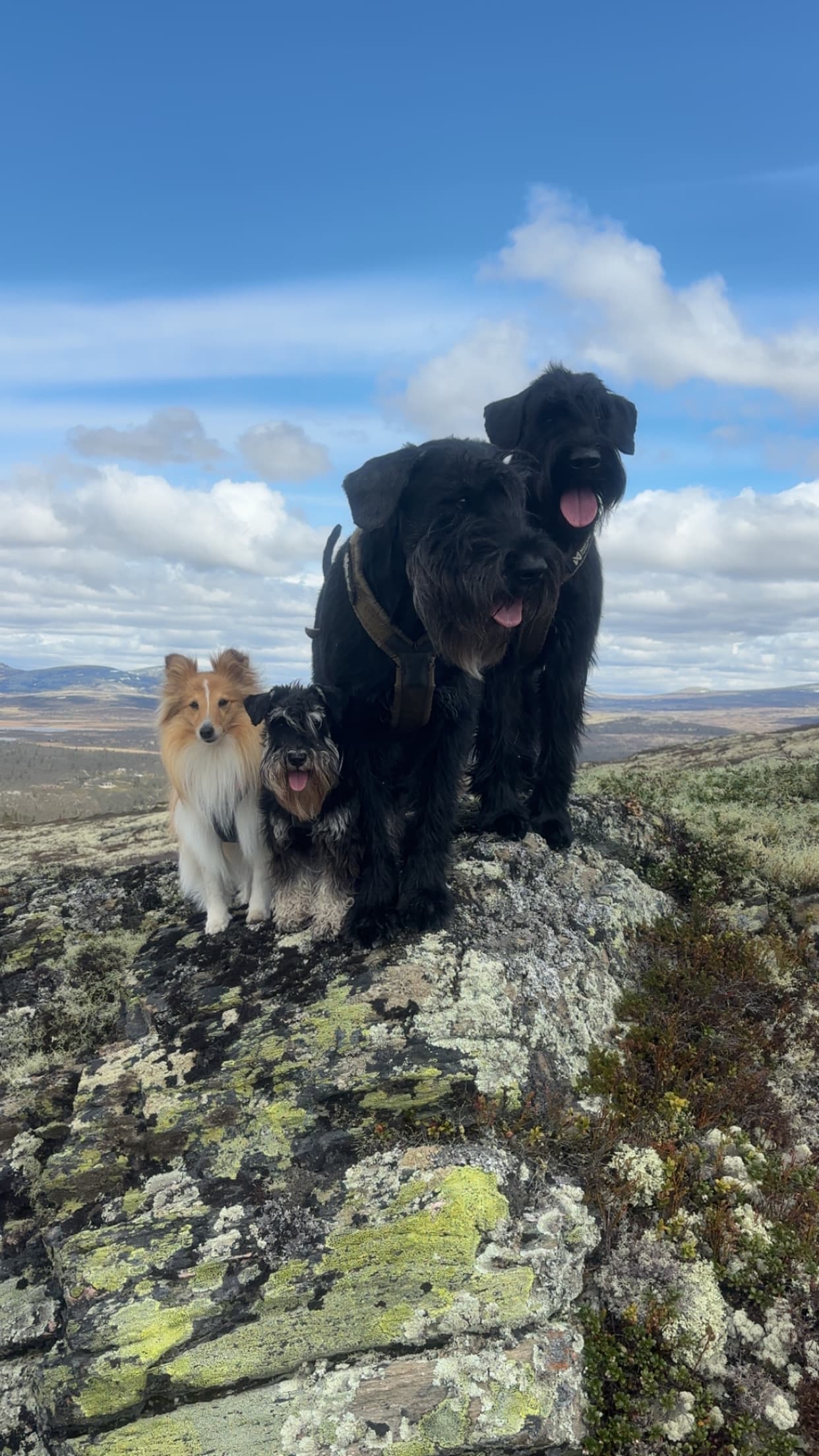 Finest call – Dvergschnauzer sort/silver kennelbilde