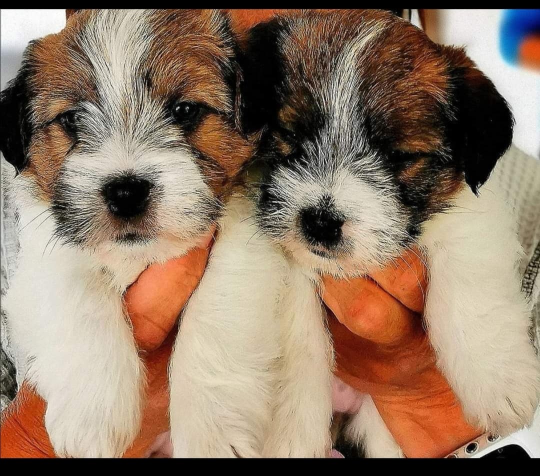 Lucky Jack – Jack russell terrier kennelbilde