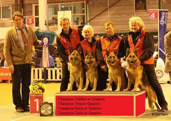 Quantos – Schäferhund langhår kennelbilde