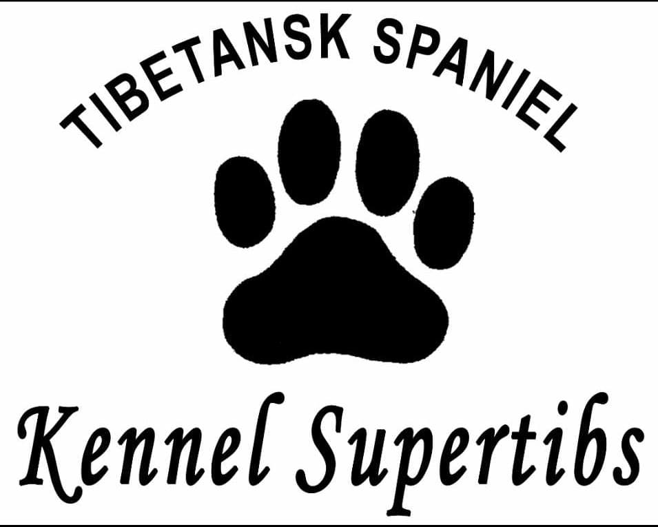 Supertib's – Tibetansk spaniel kennelbilde
