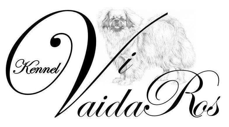 Vivaidaros – Tibetansk spaniel kennelbilde