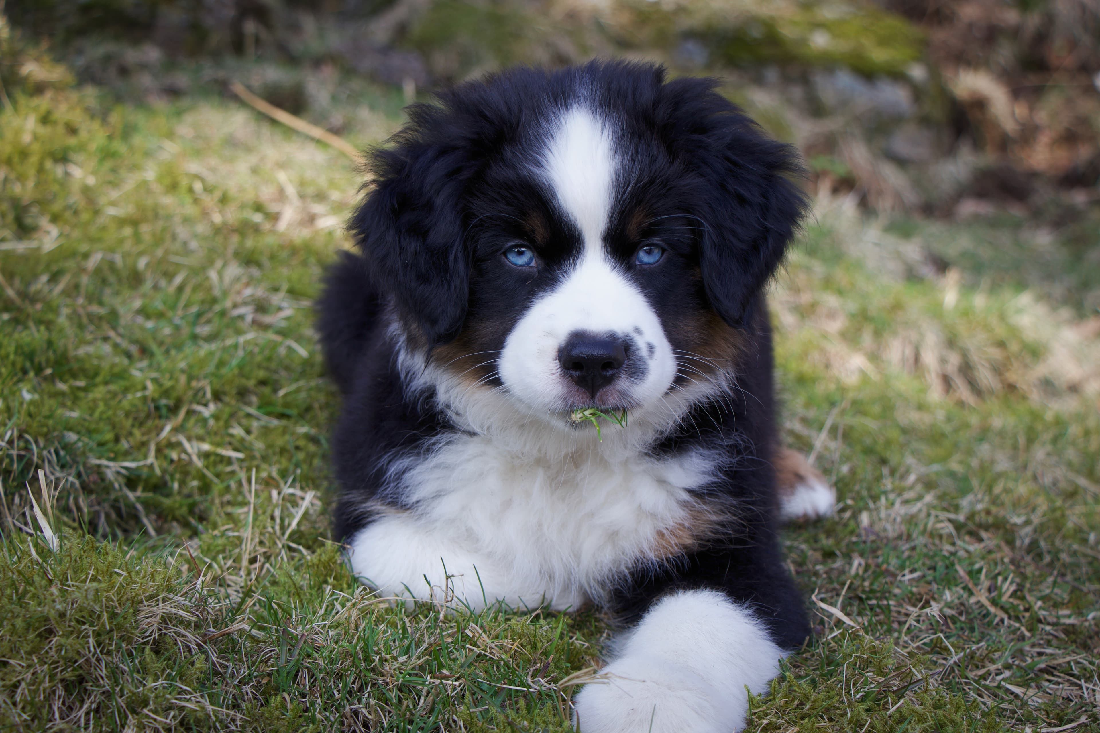 Gracious Mind – Miniature american shepherd kennelbilde